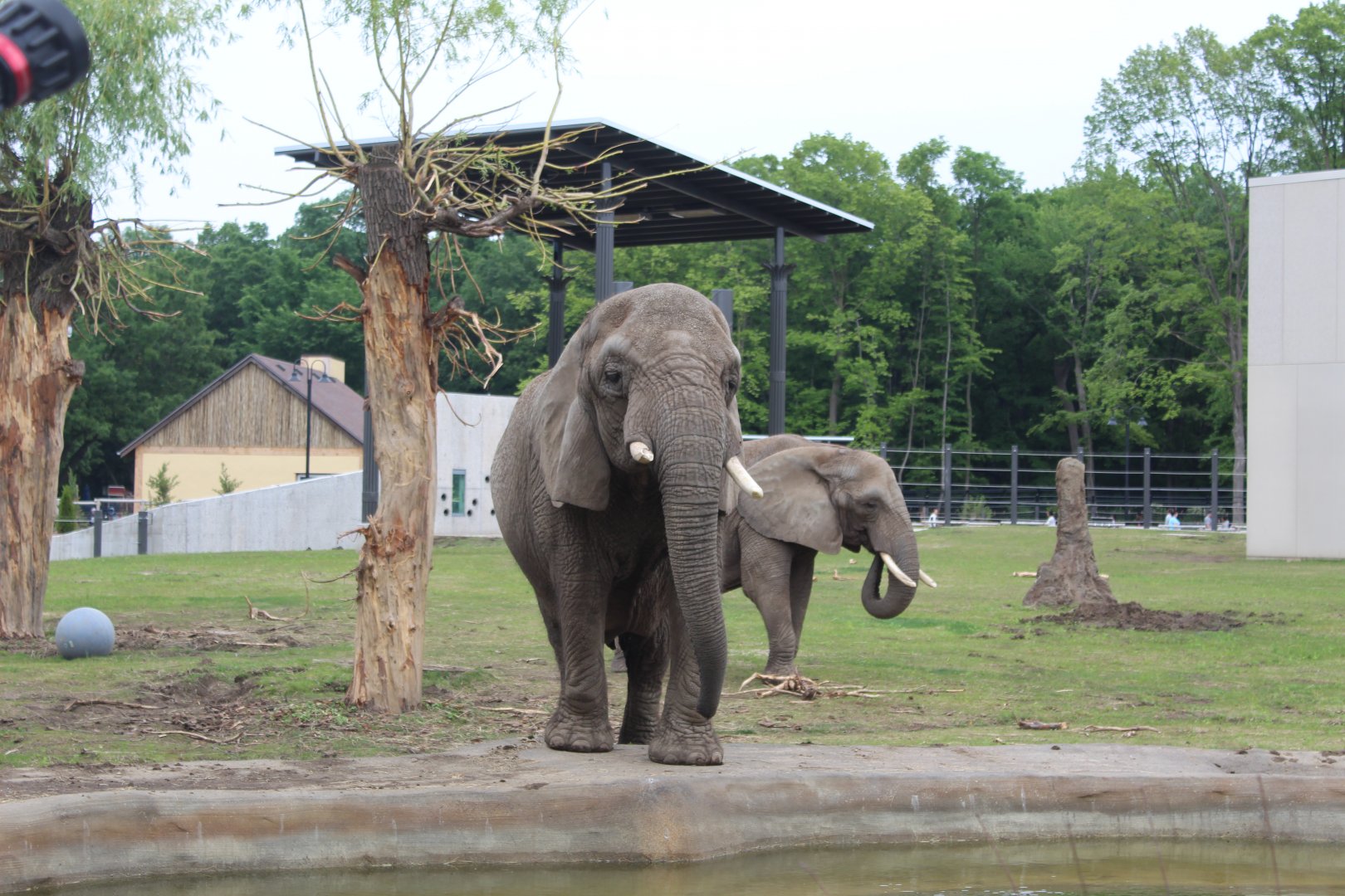Adventure Africa - Elephant Yard