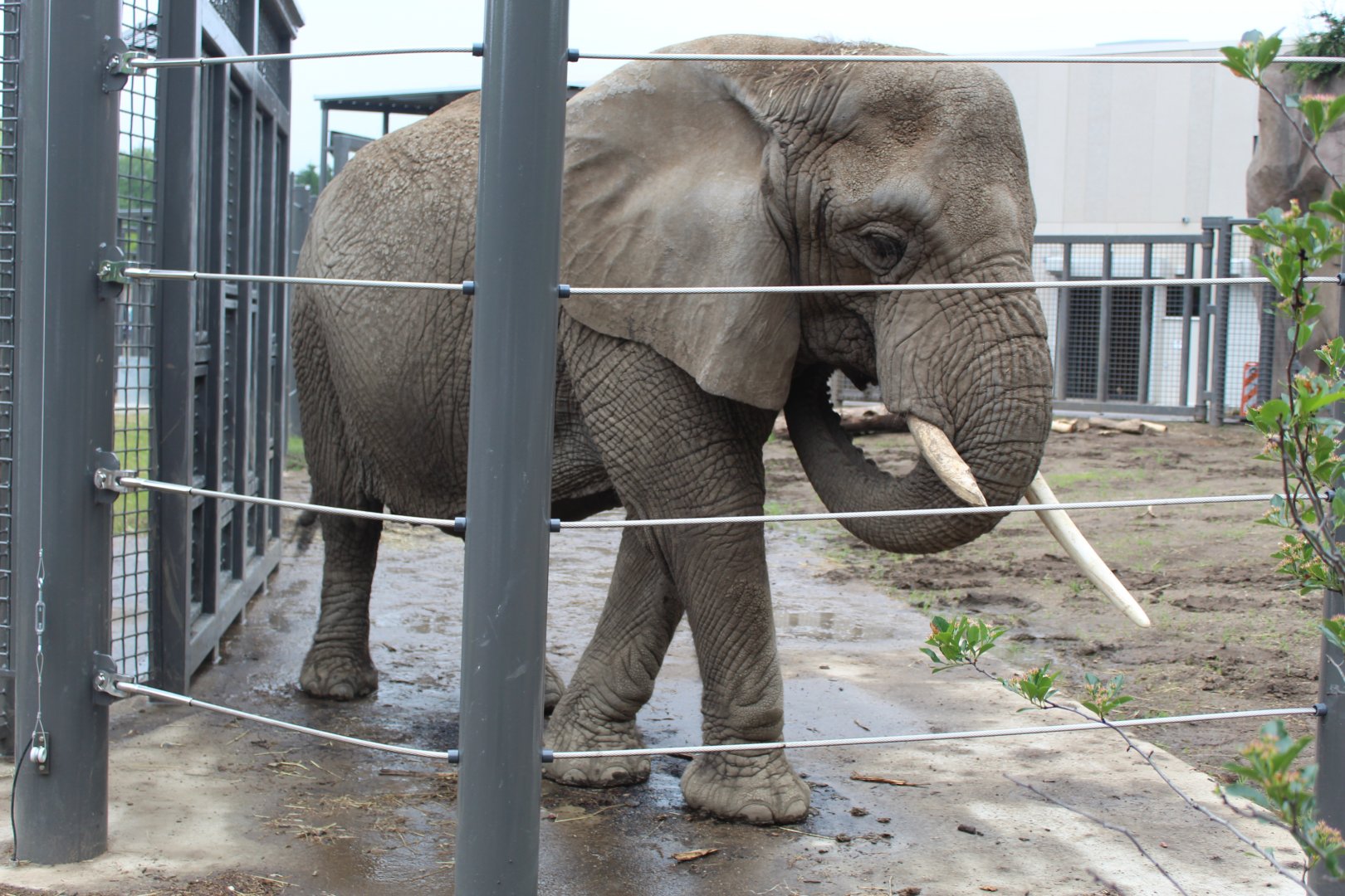 Adventure Africa - Elephant