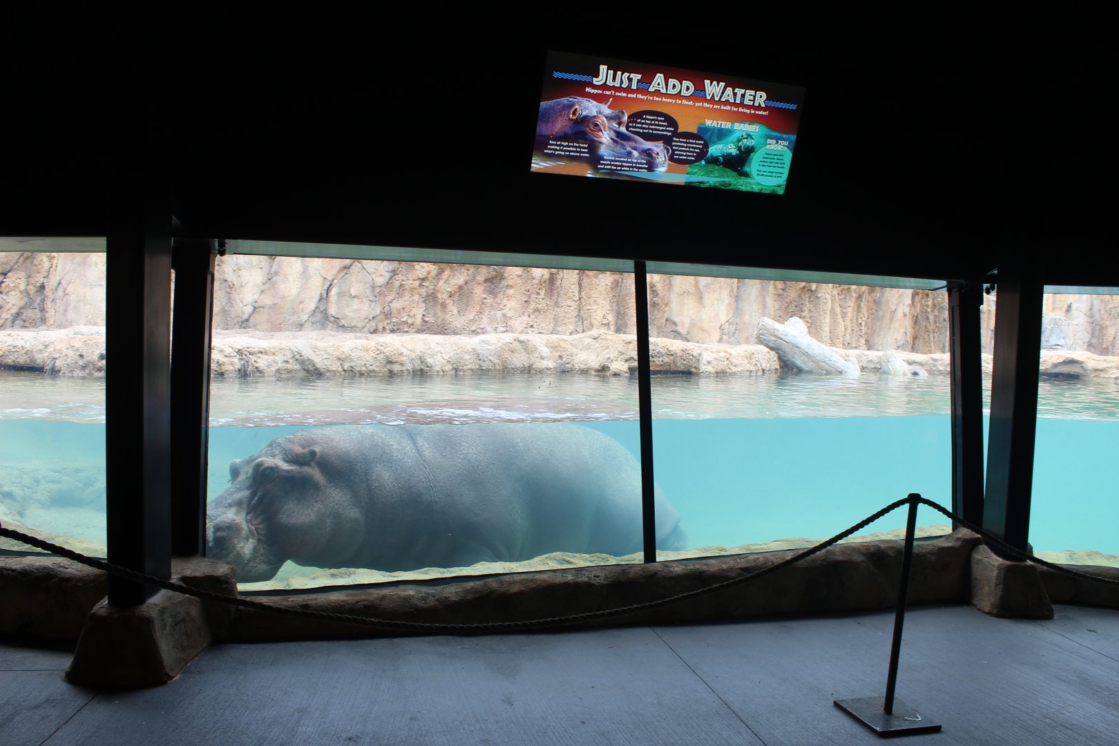 Adventure Africa - Hippo Underwater Viewing