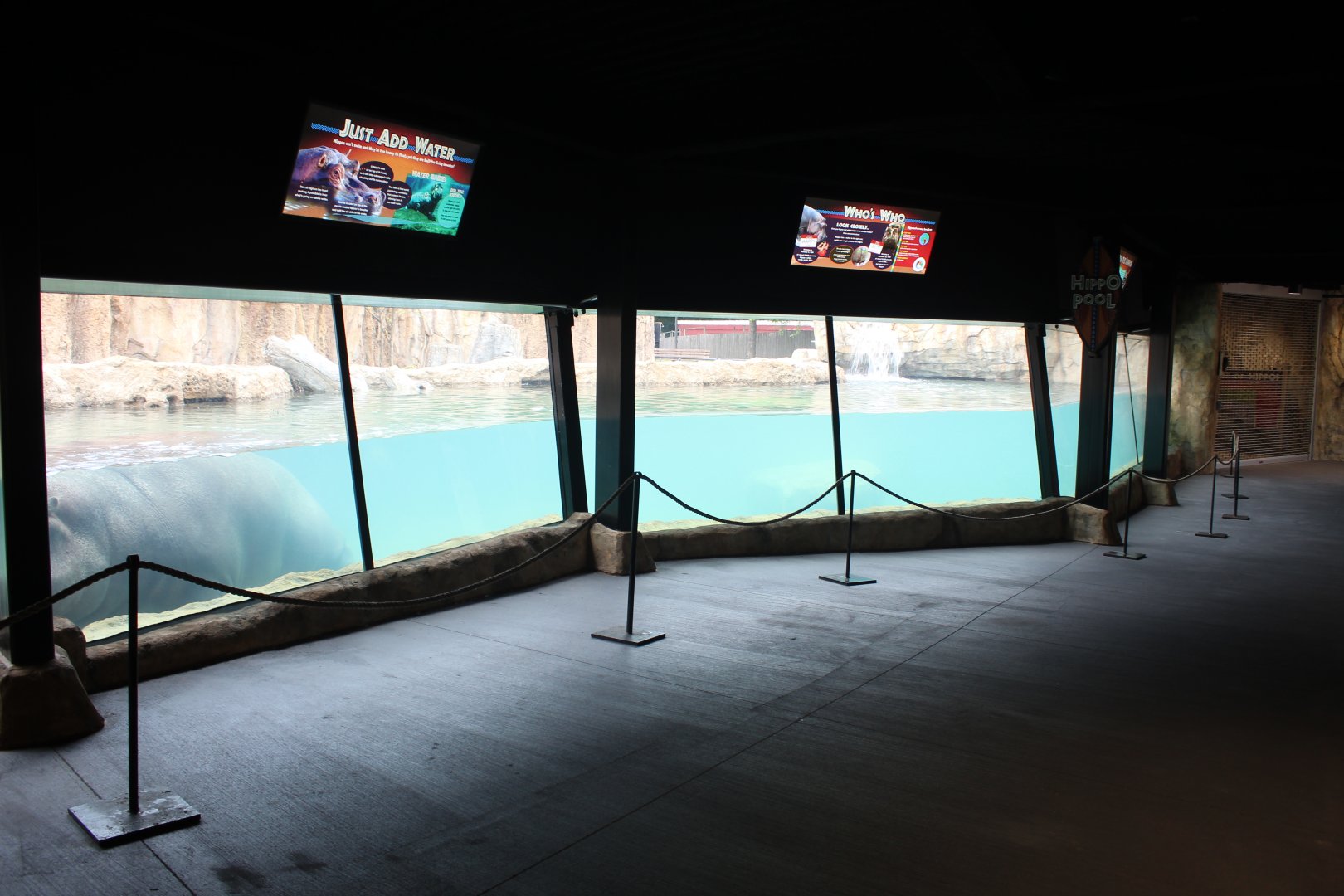 Adventure Africa - Hippo Underwater Viewing