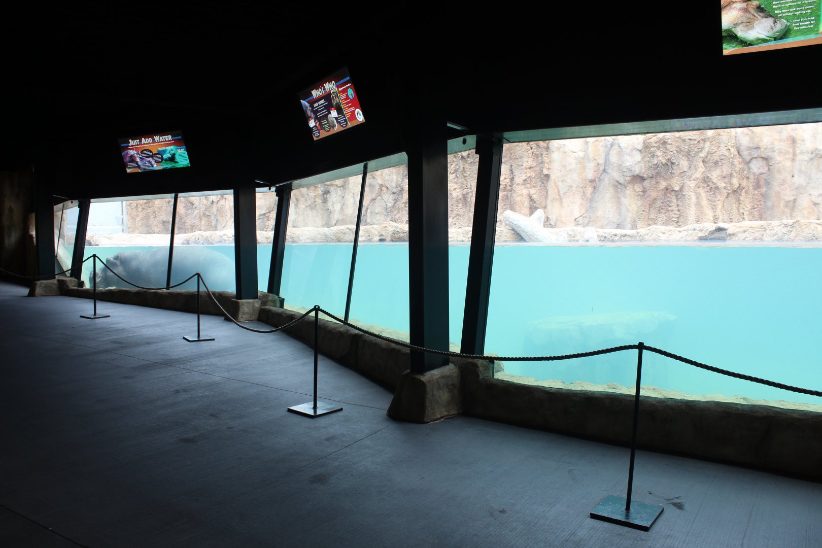 Adventure Africa - Hippo Underwater Viewing