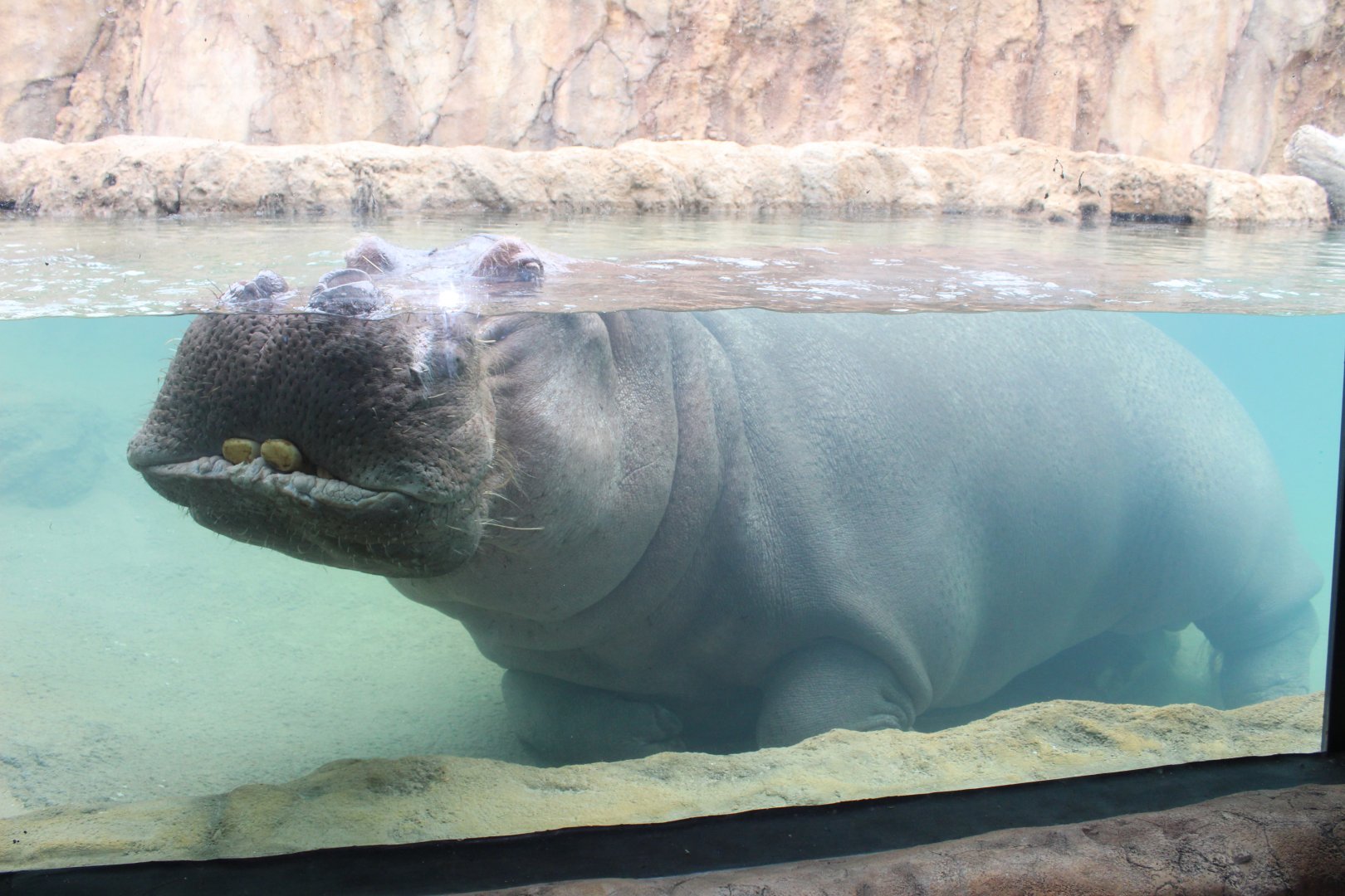 Adventure Africa - Hippo