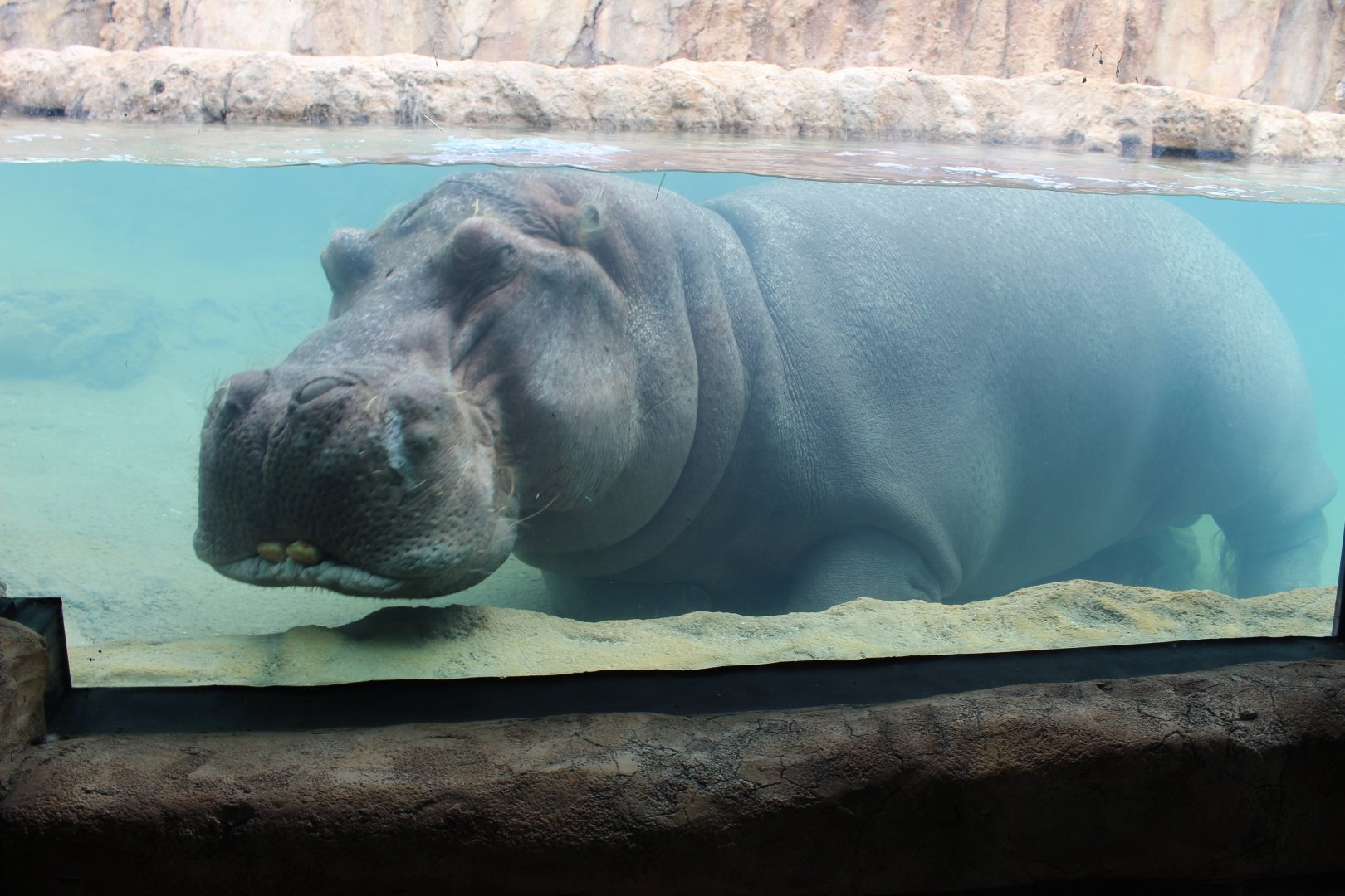 Adventure Africa - Hippo