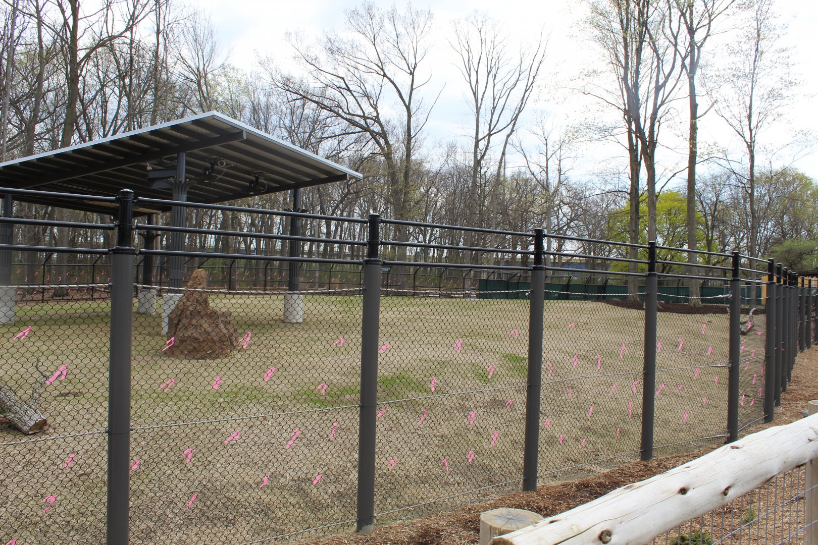 Adventure Africa - Impala Plains (Impala, Plains Zebra, West African Crowned Crane)
