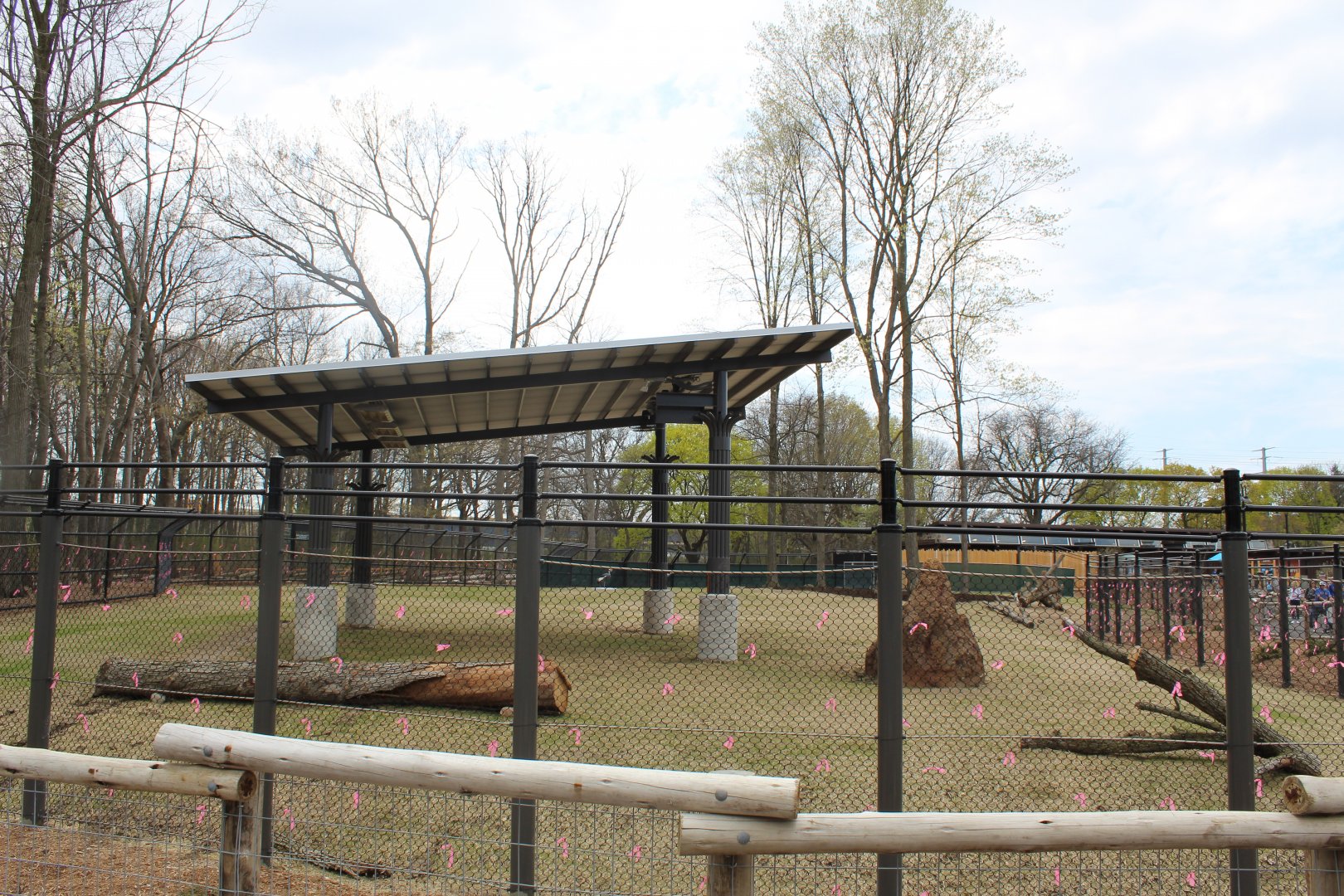 Adventure Africa - Impala Plains (Impala, Plains Zebra, West African Crowned Crane)
