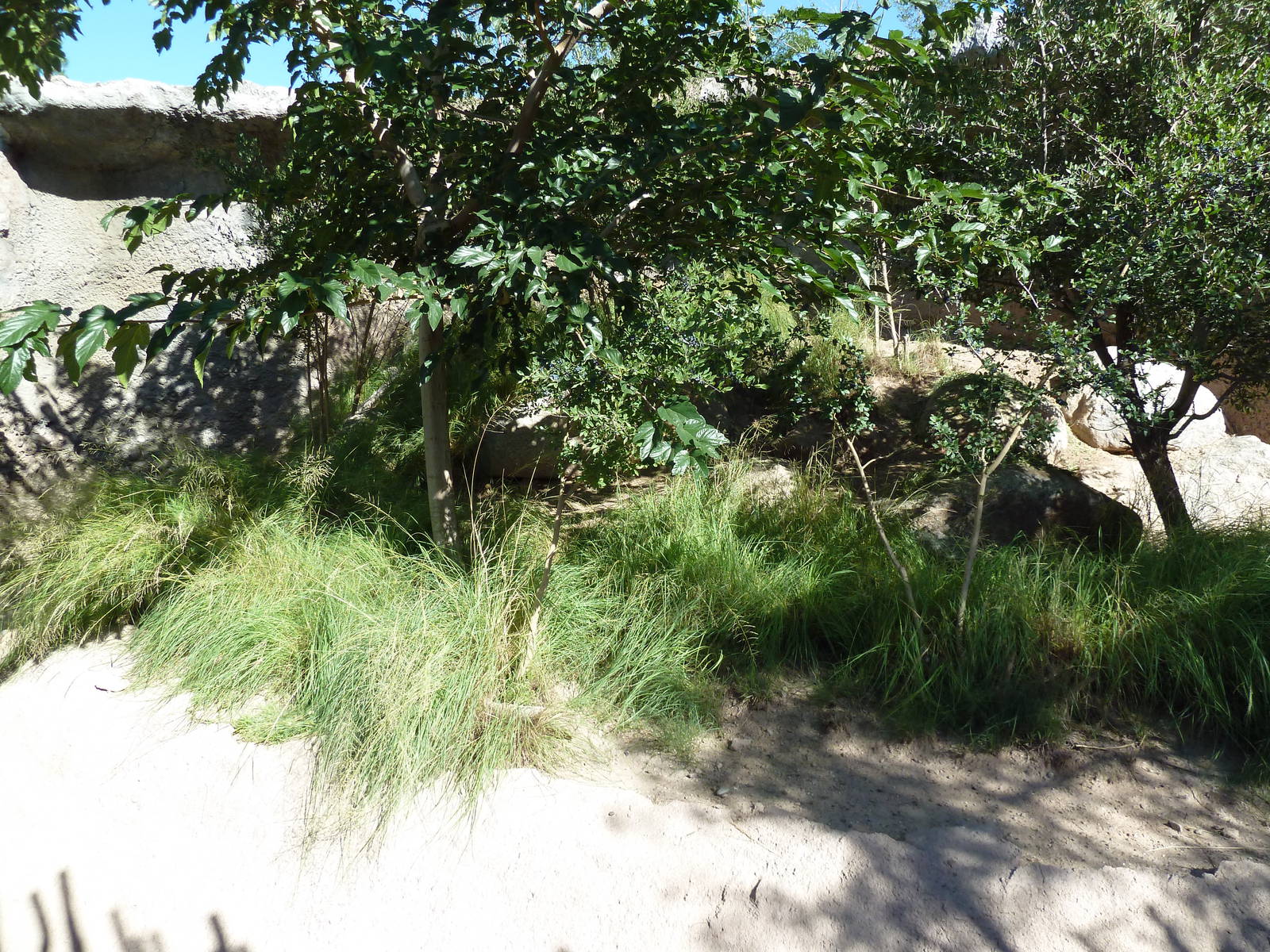 Adventure Africa - Klipspringer Exhibit