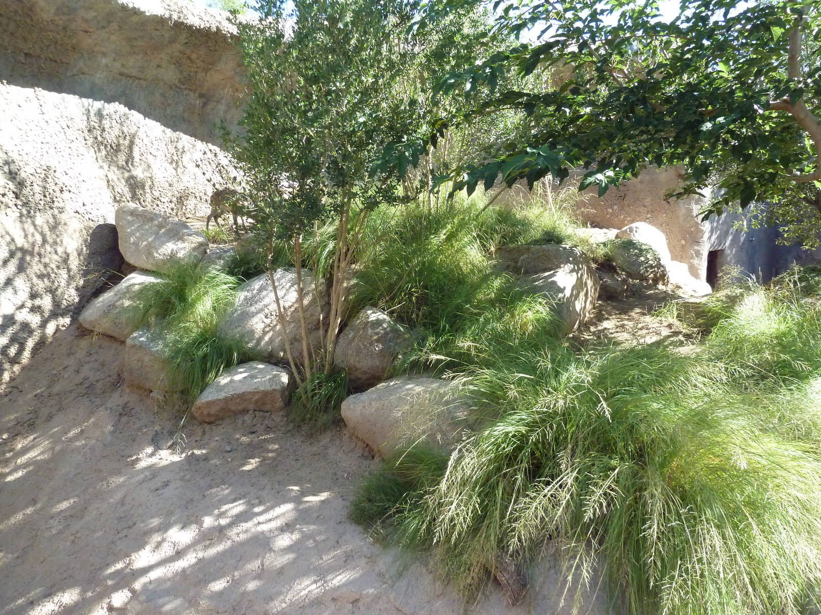 Adventure Africa - Klipspringer Exhibit