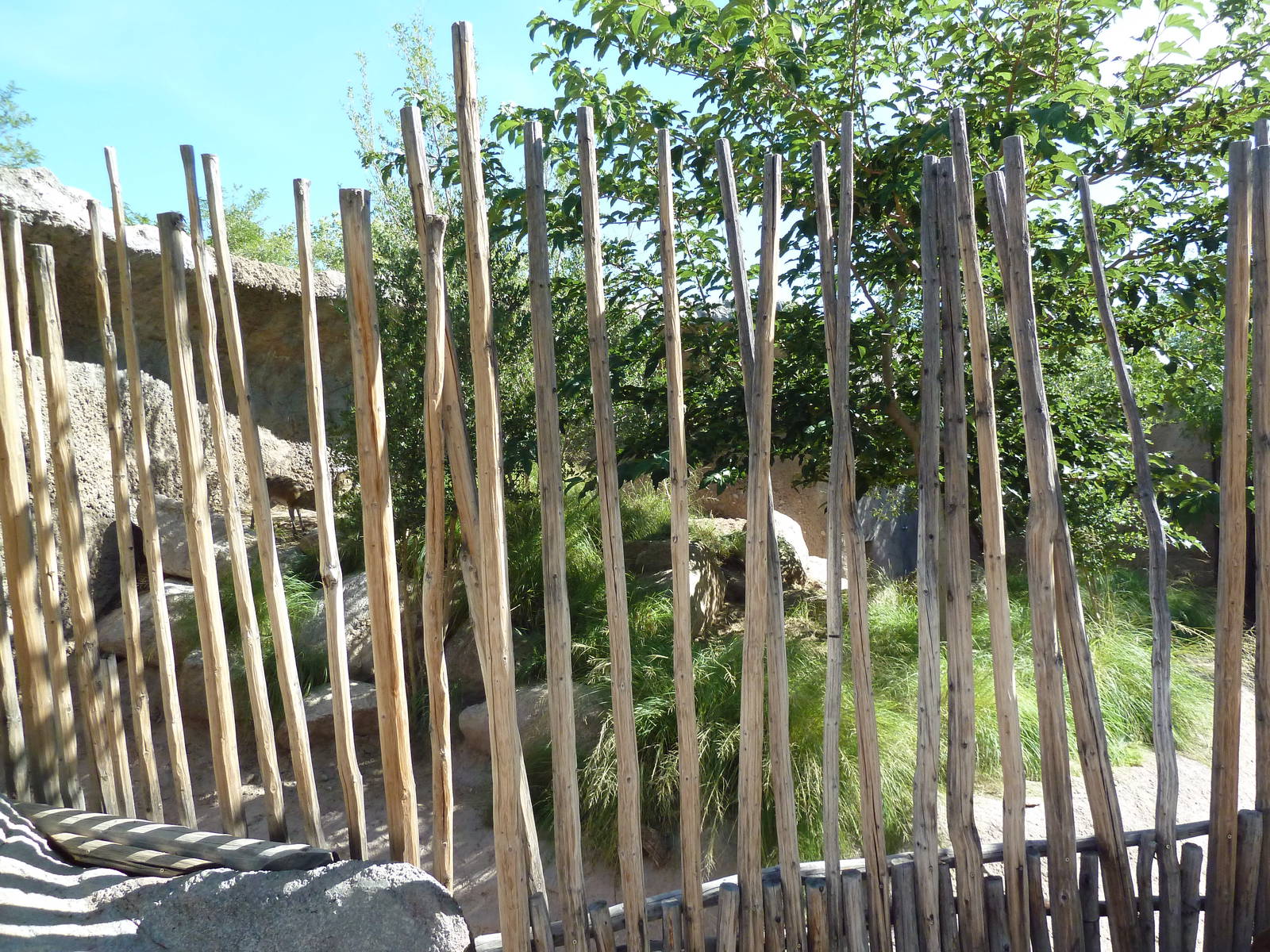 Adventure Africa - Klipspringer Exhibit