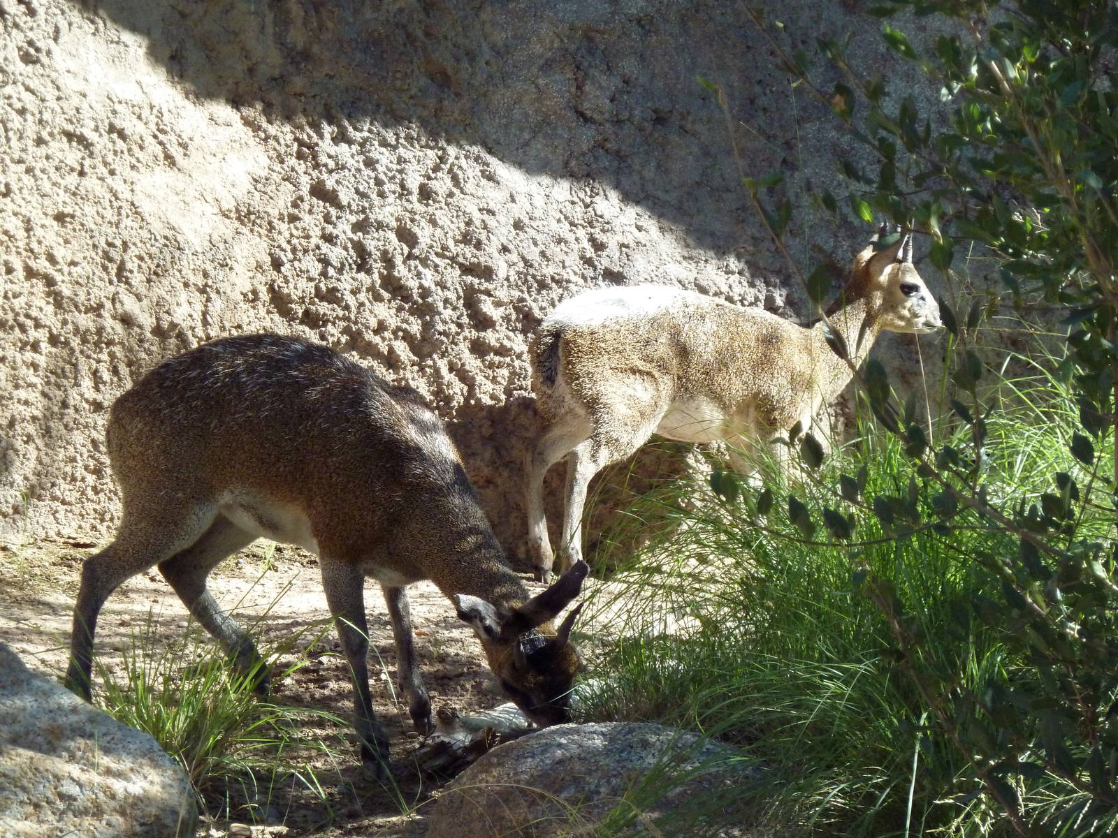Adventure Africa - Klipspringers