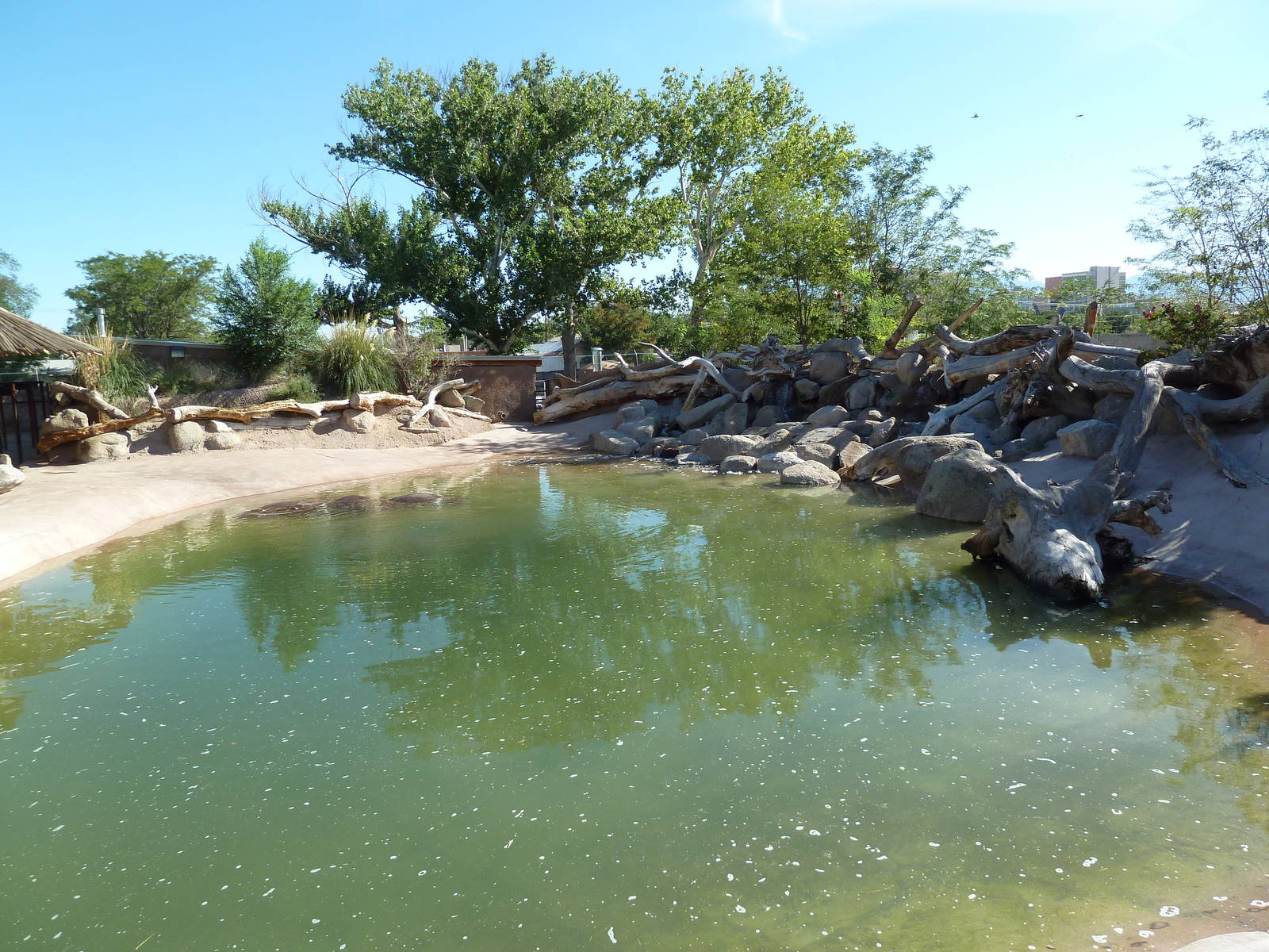 Adventure Africa - Nile Hippo Exhibit