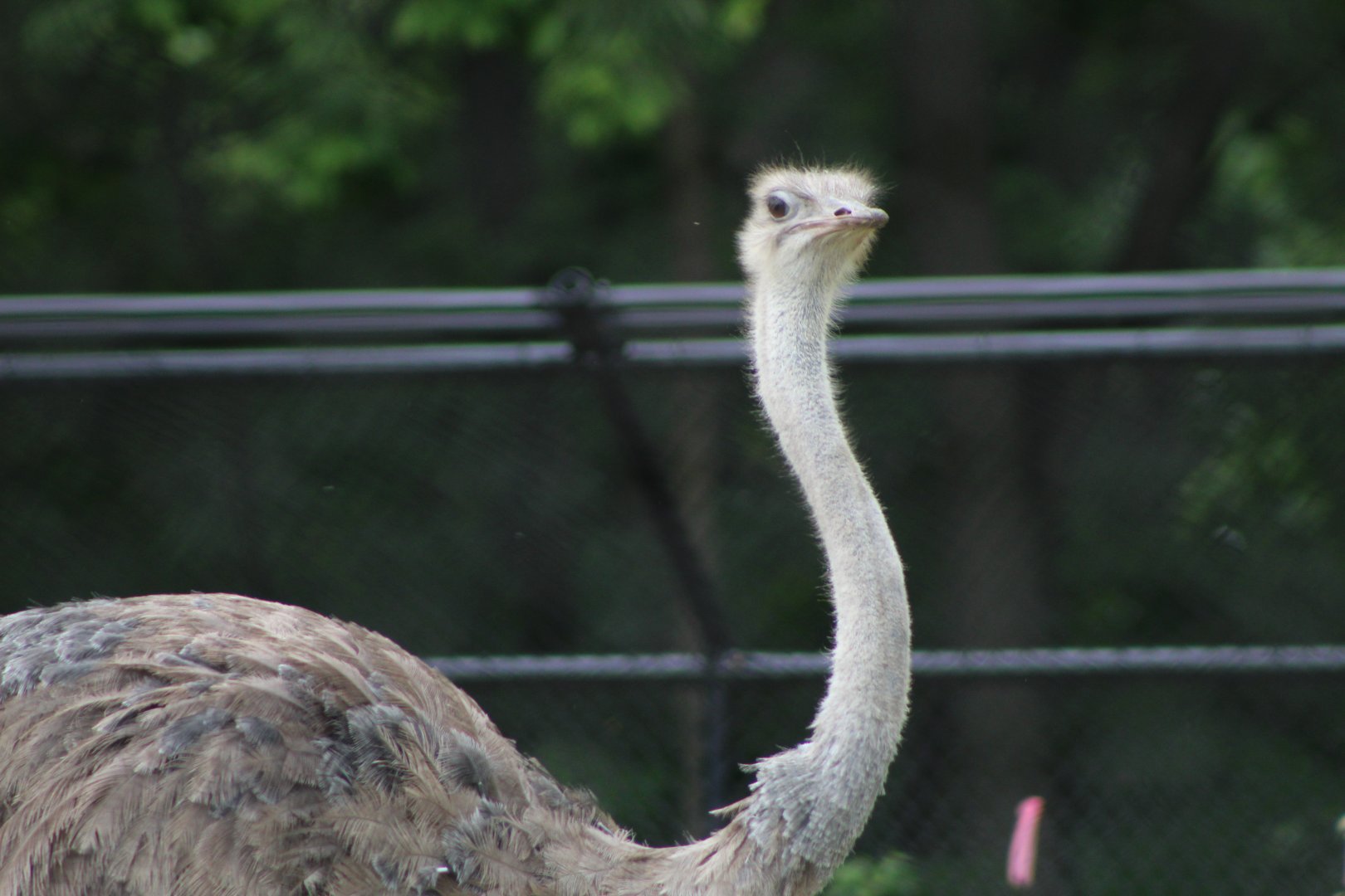 Adventure Africa - Ostrich