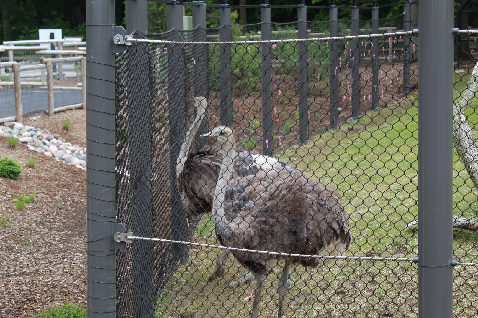 Adventure Africa - Ostriches