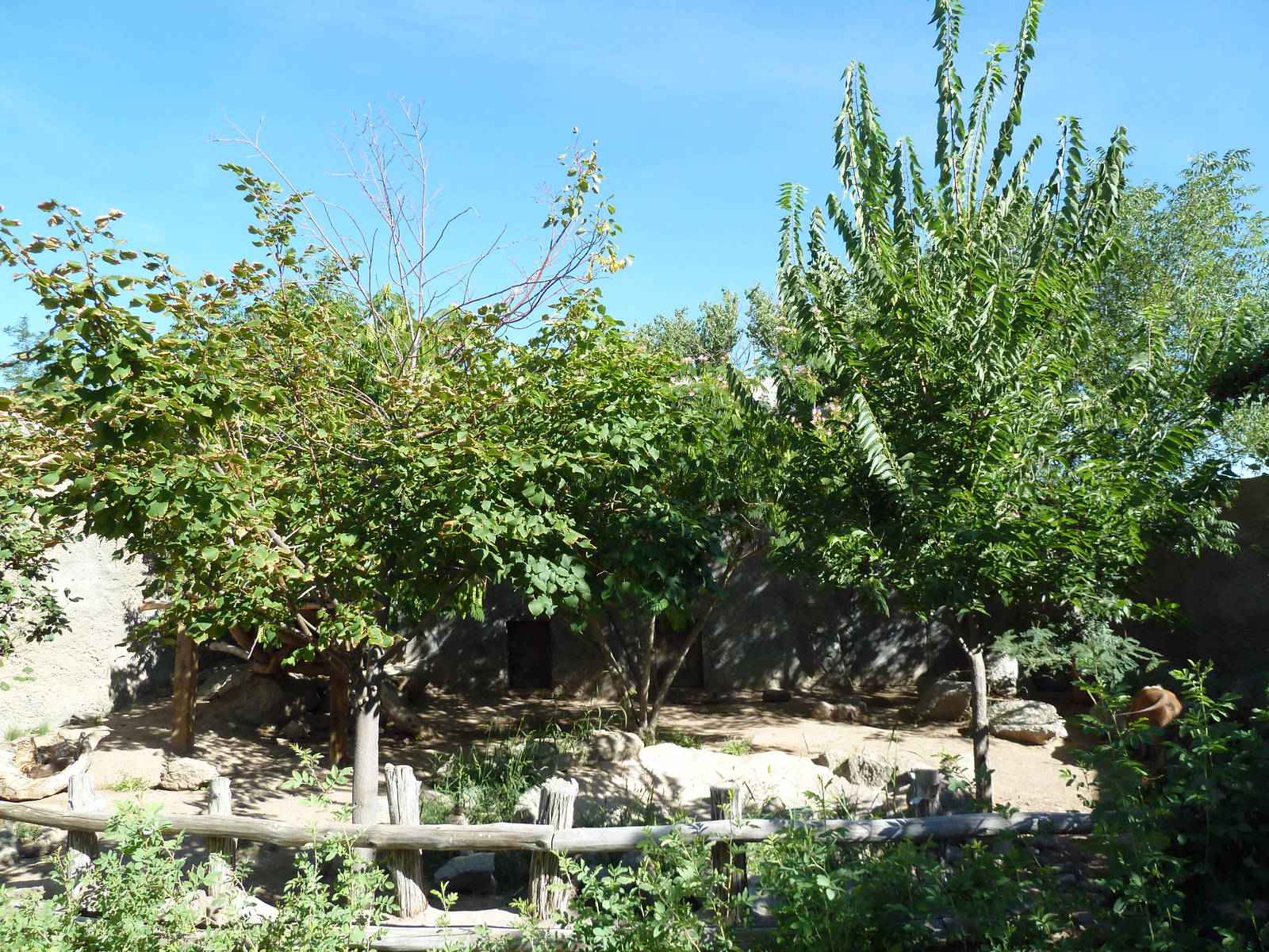 Adventure Africa - Red River Hog Exhibit