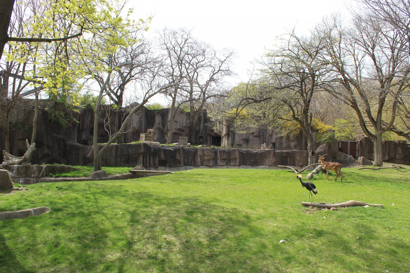 Adventure Africa - Savannah Exhibit (Impala, Vulture, Grey Crowned-Crane)