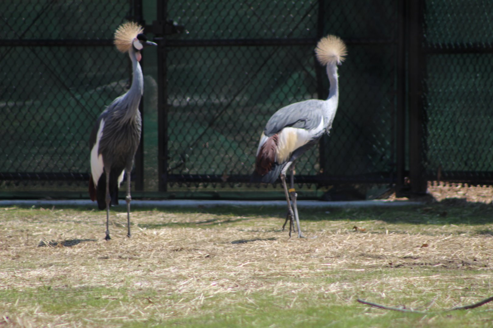 Adventure Africa - West African Crowned Cranes
