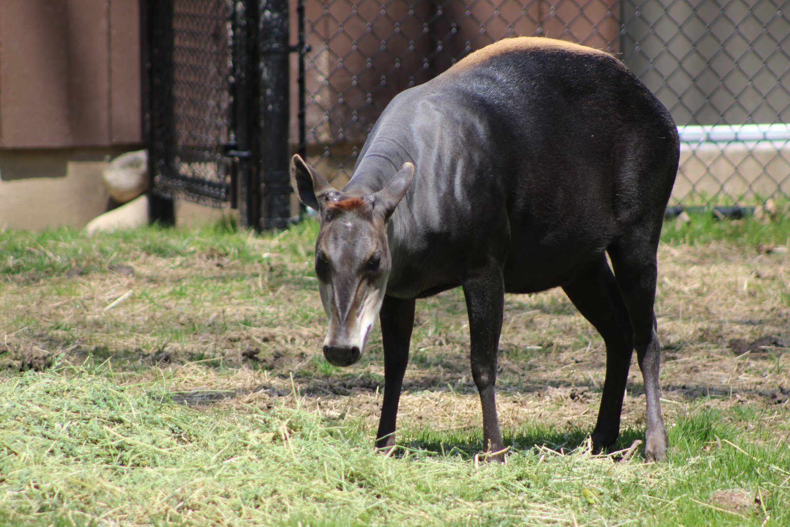 Adventure Africa - Yellow-backed Duiker