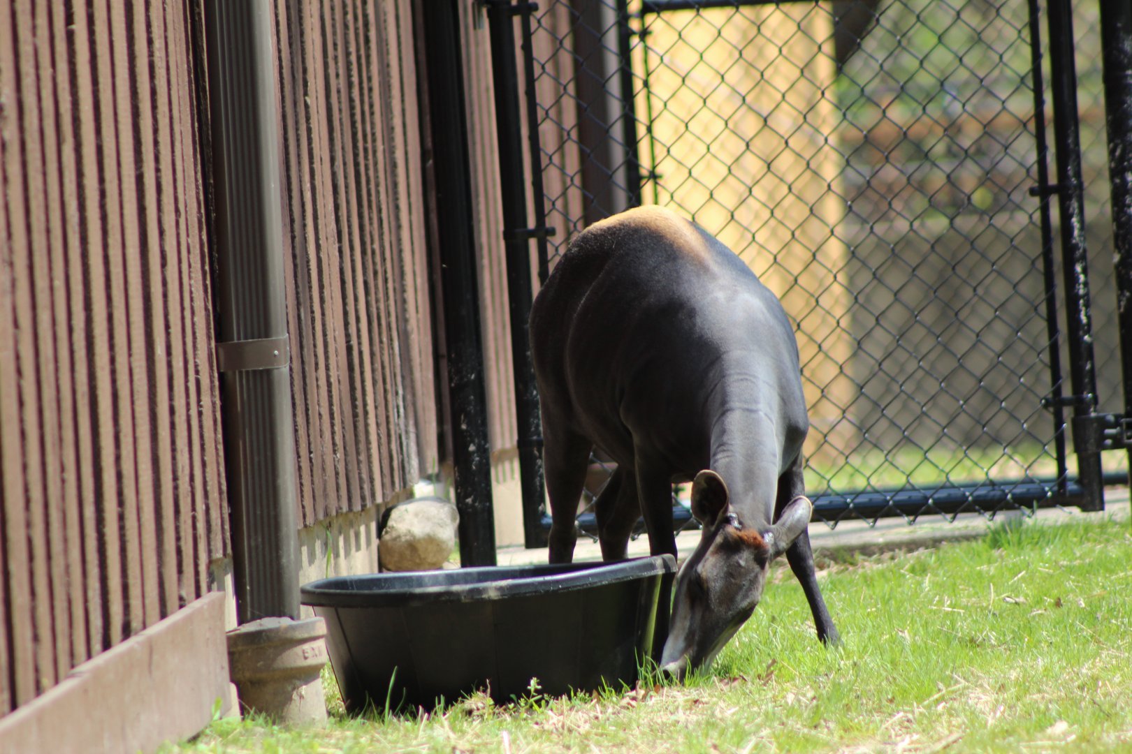 Adventure Africa - Yellow-backed Duiker