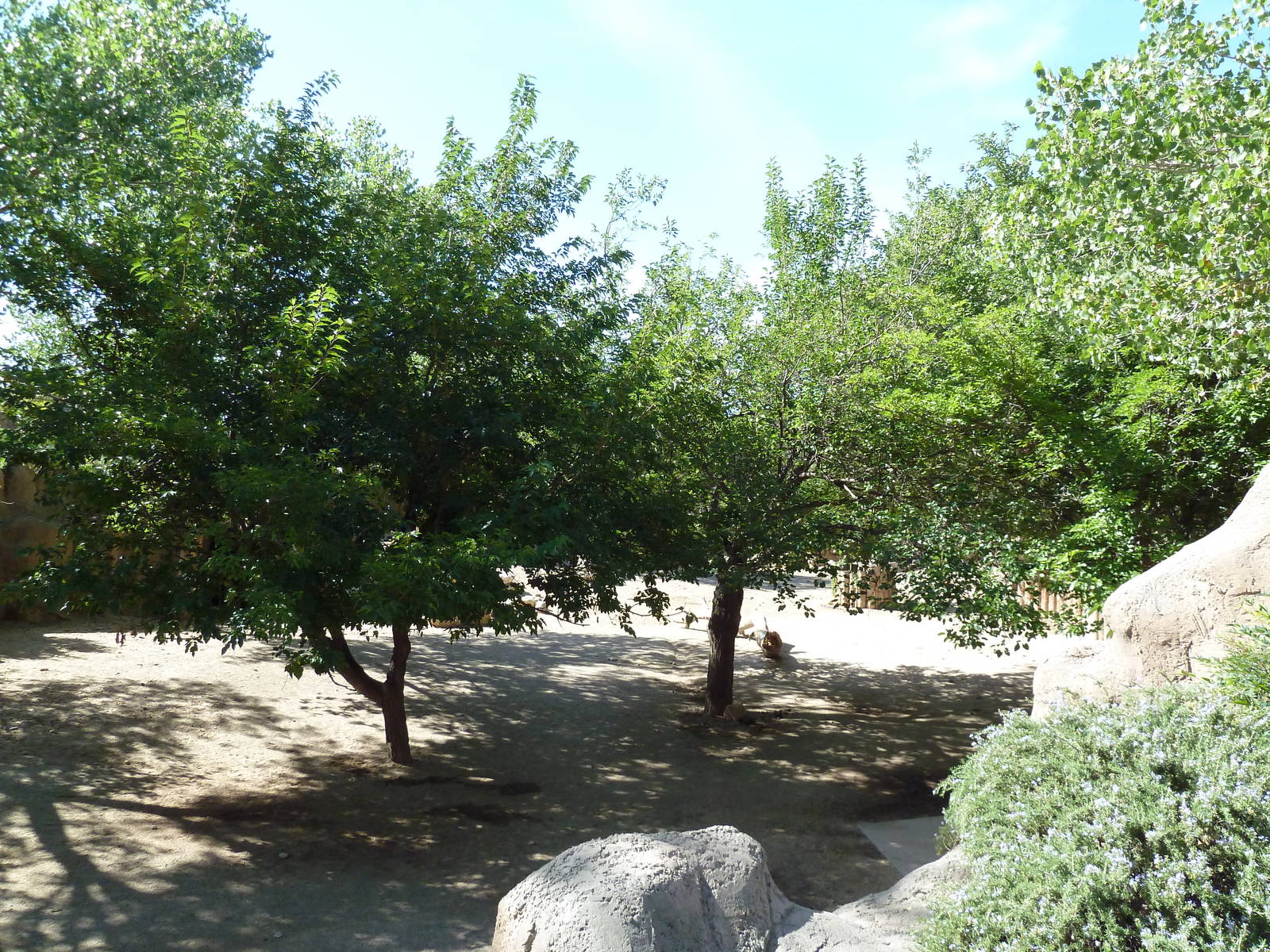 Adventure Africa - Zebra/Ostrich Exhibit
