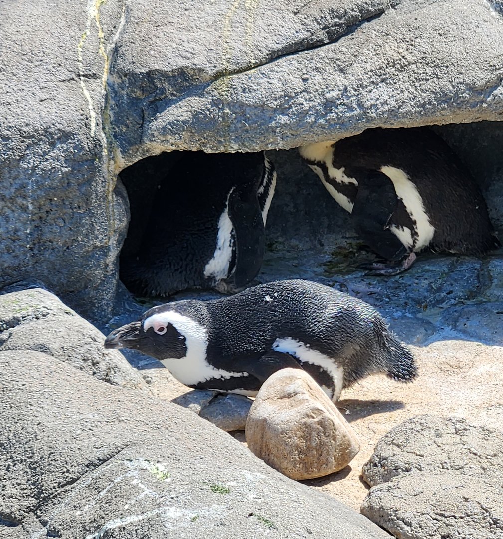 Adventure Aquarium - African Penguin
