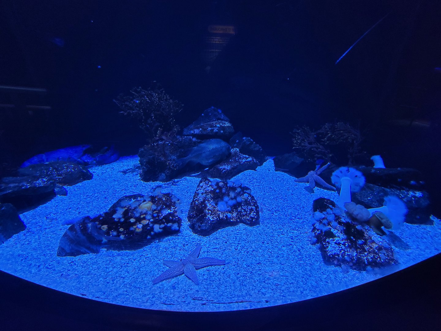 Adventure Aquarium - Atlantic lumpfish, American lobster, forbes sea star
