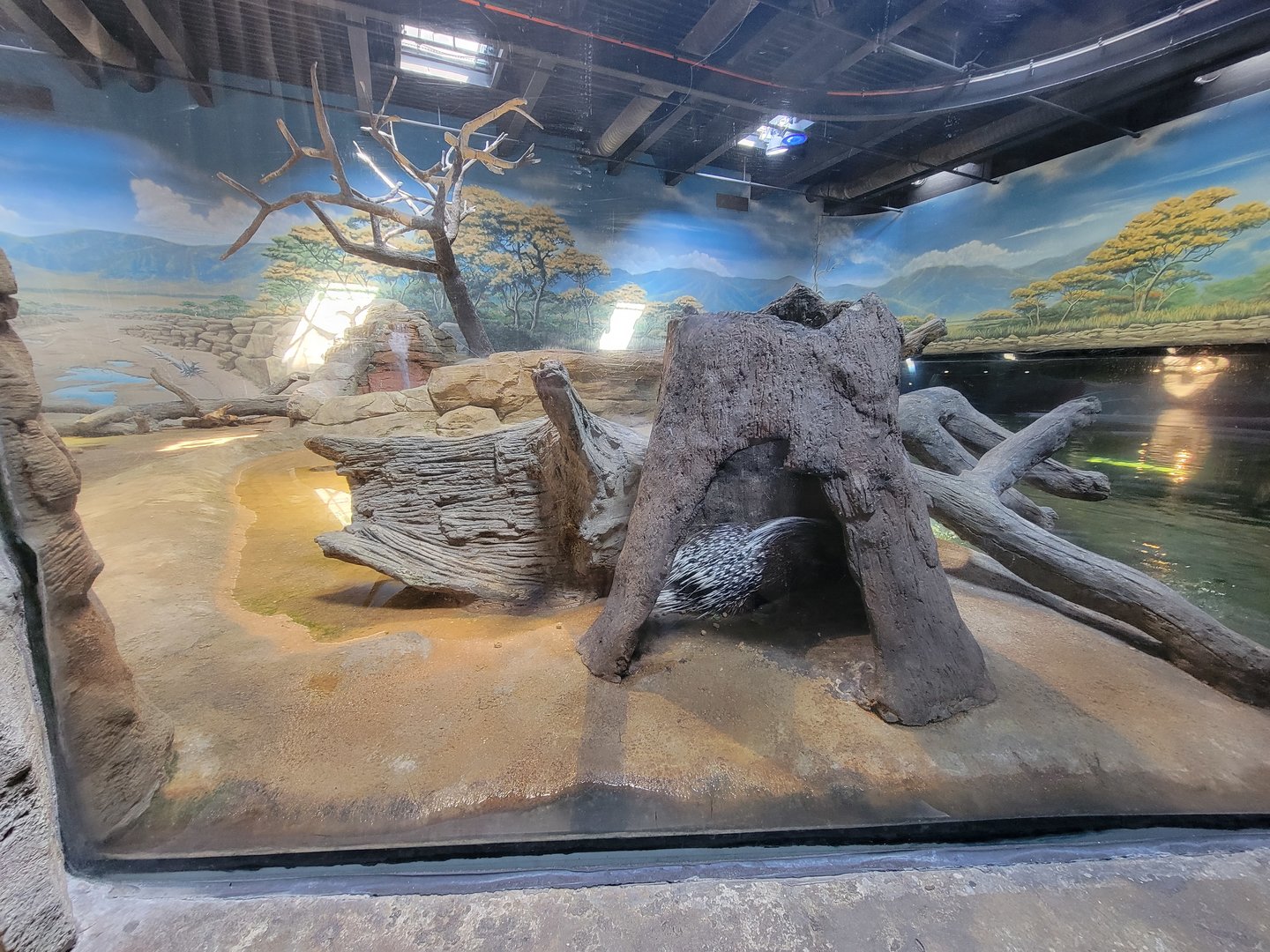 Adventure Aquarium - Cape porcupine