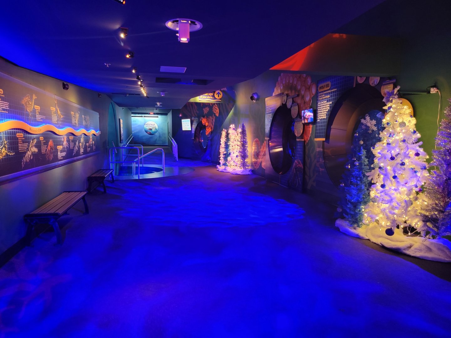 Adventure Aquarium - Christmas decor