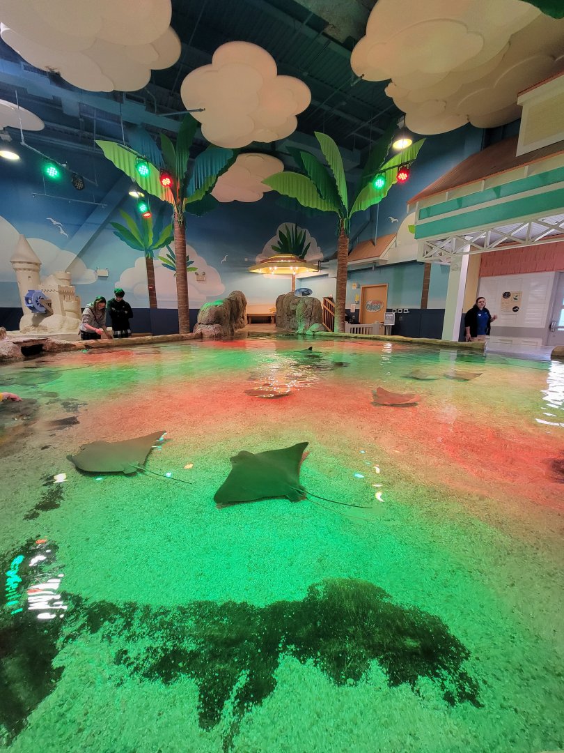 Adventure Aquarium - Christmas decor