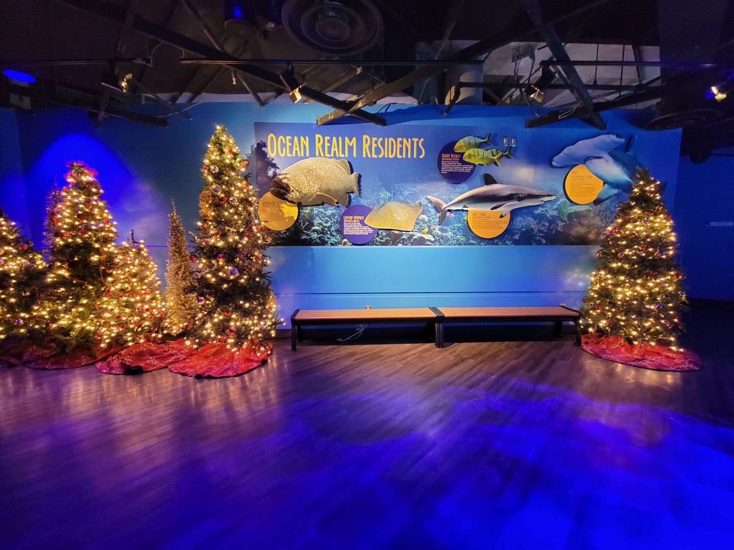 Adventure Aquarium - Christmas decor