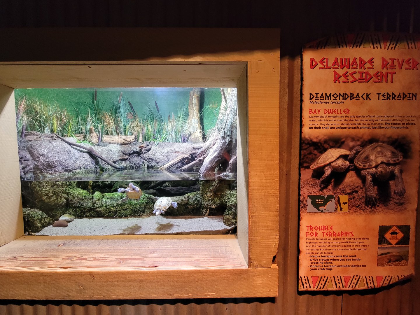 Adventure Aquarium - Diamondback terrapin