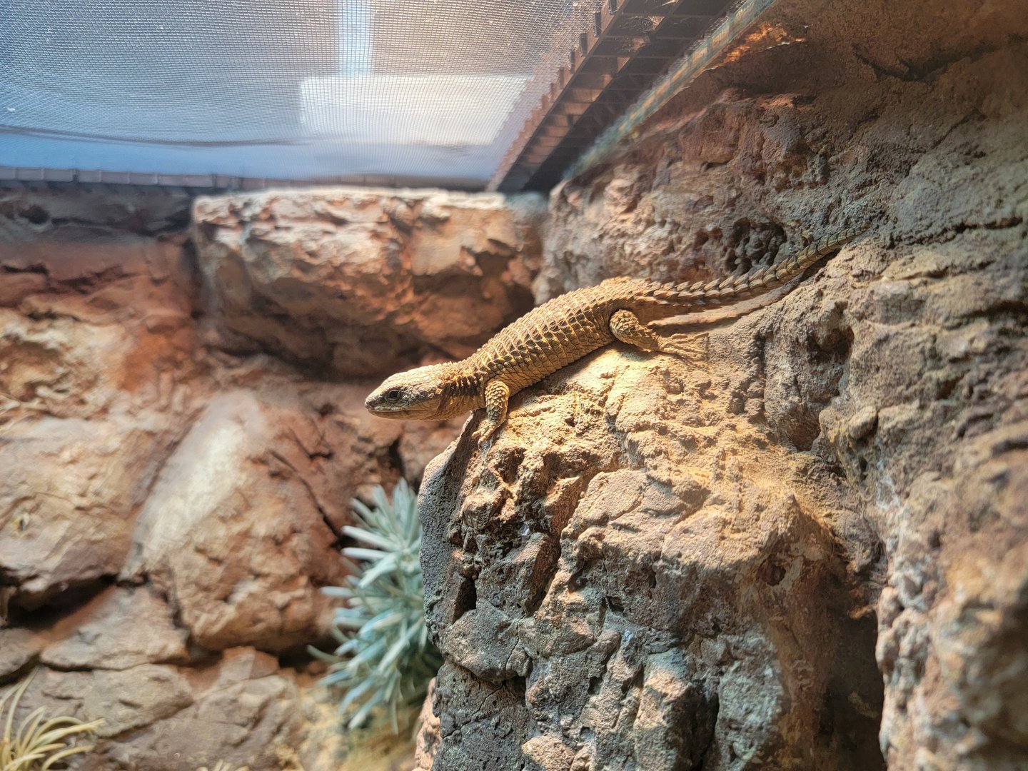 Adventure Aquarium - east African spiny-tailed lizard