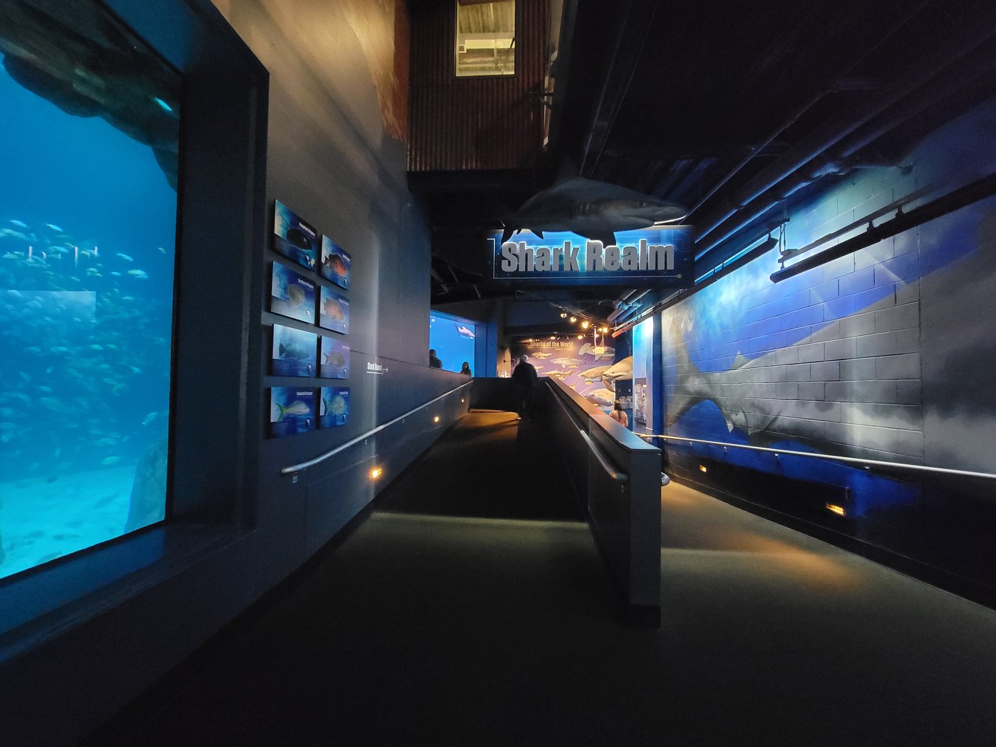 Adventure Aquarium - Entering shark realm