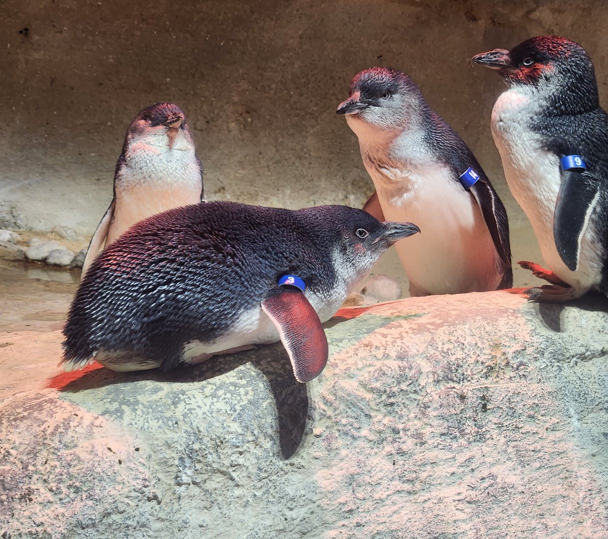 Adventure Aquarium - Fairy Blue Penguin