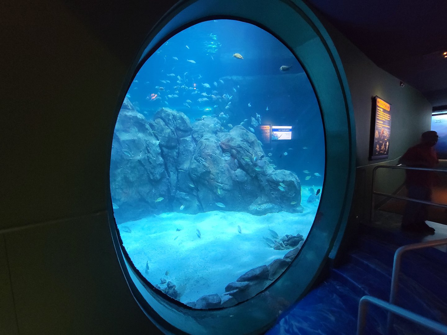 Adventure Aquarium - First shark viewing window