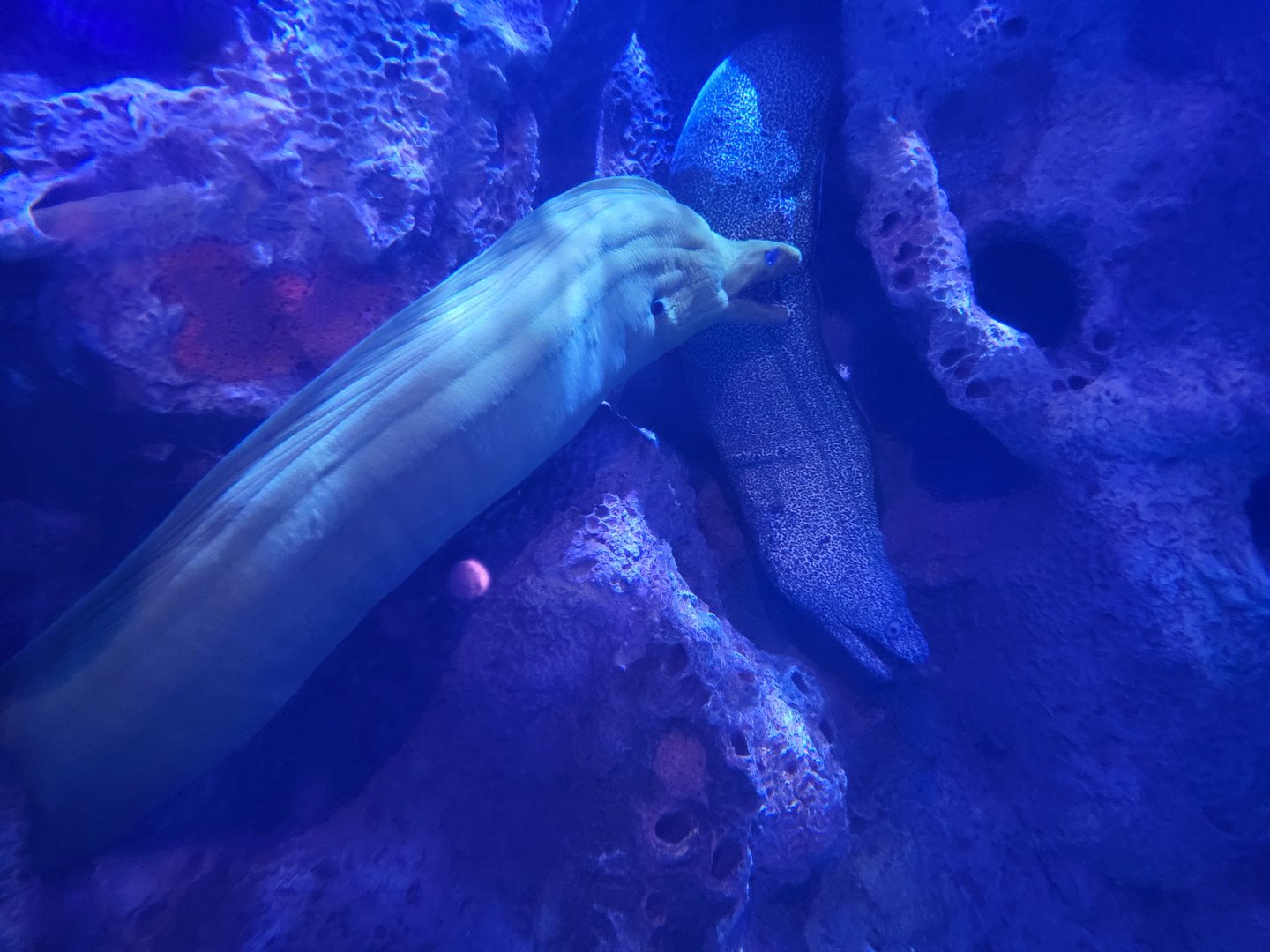 Adventure Aquarium - Green moray, spotted moray