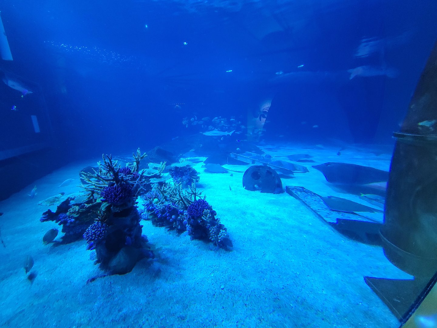 Adventure Aquarium - Hammerhead tank, from round viewing window