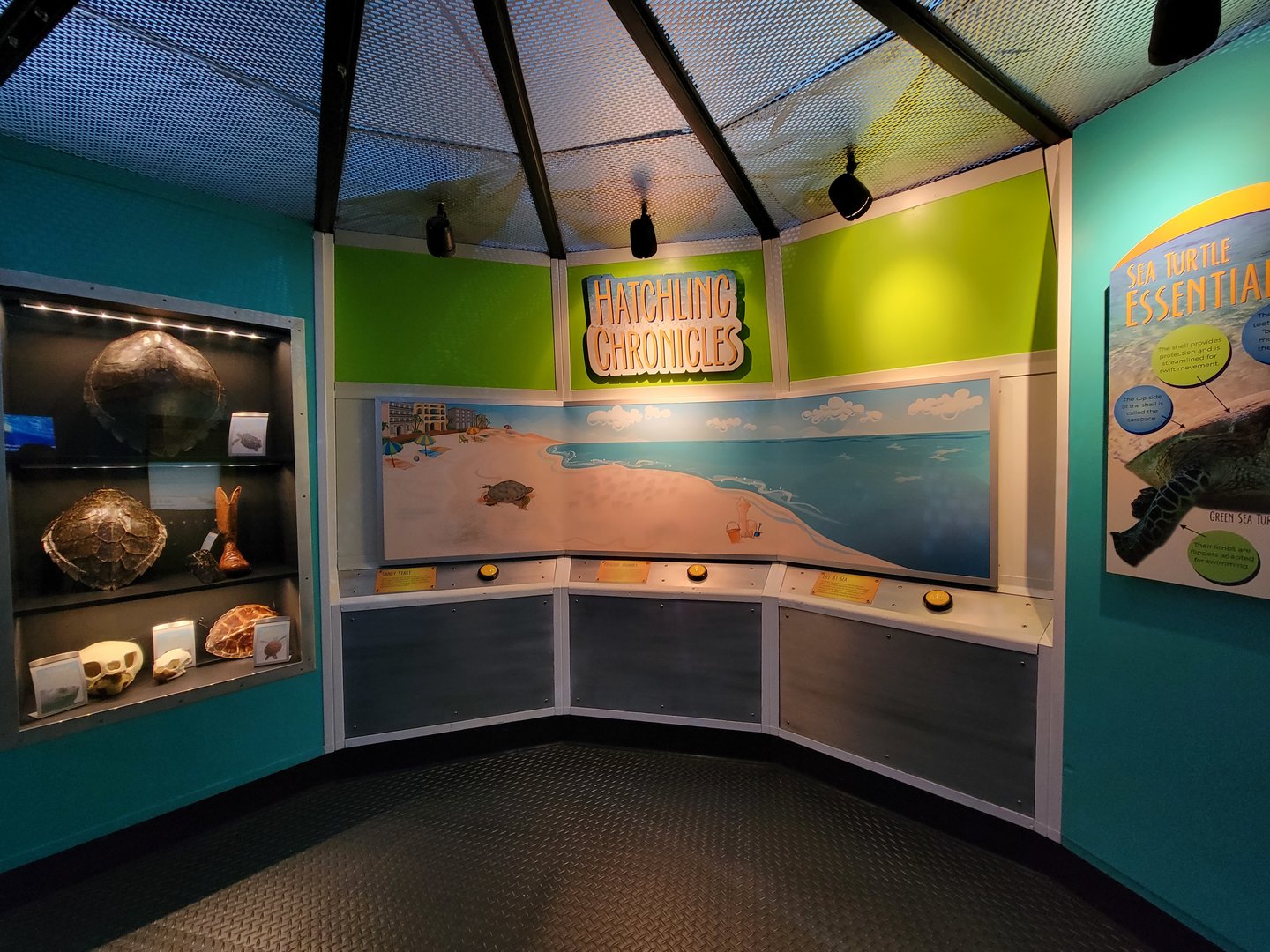 Adventure Aquarium - Hatchling chronicles