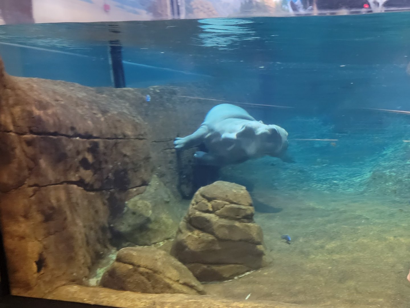 Adventure Aquarium - Hippo parkour