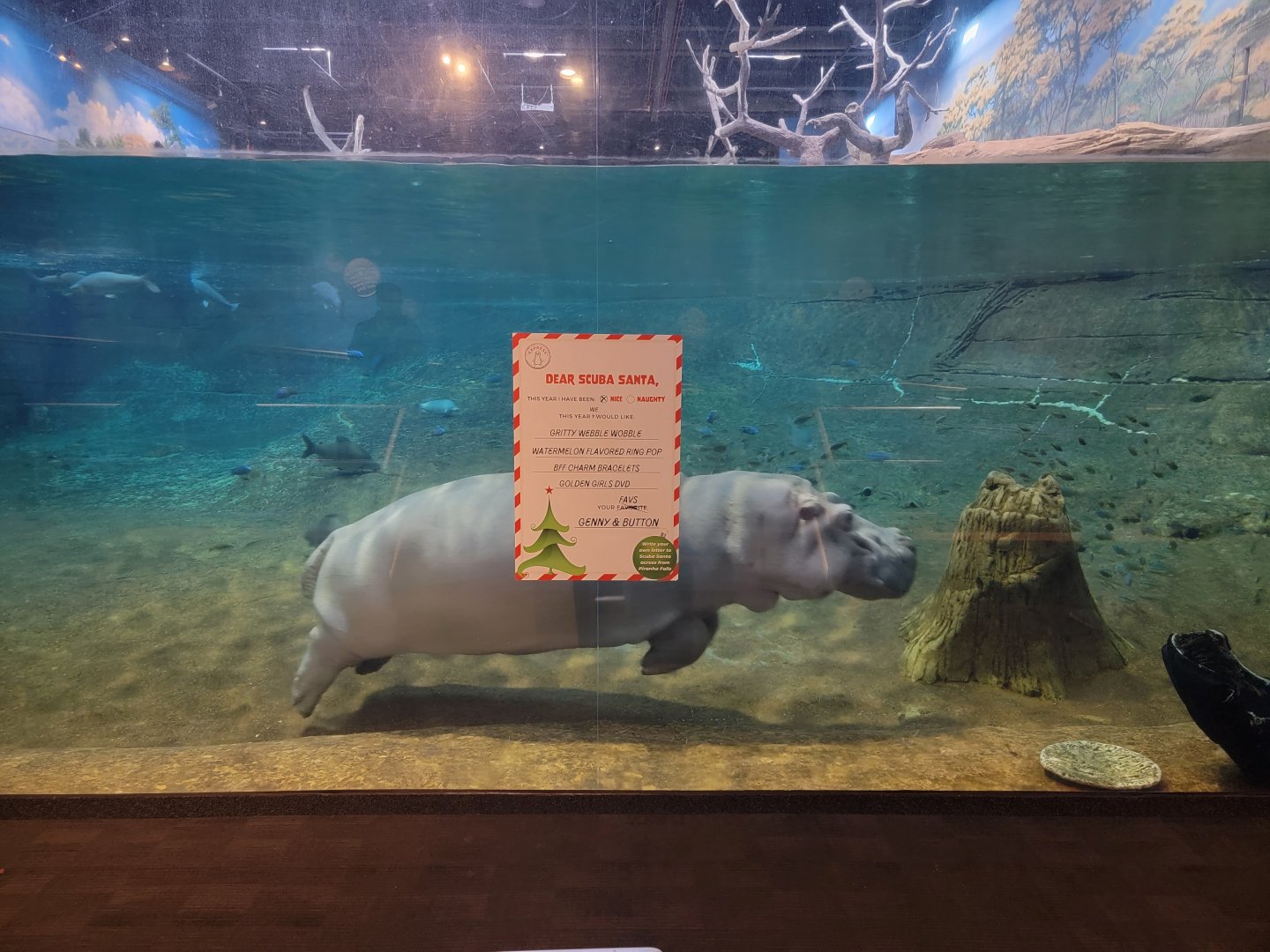 Adventure Aquarium - Hippo zoomies