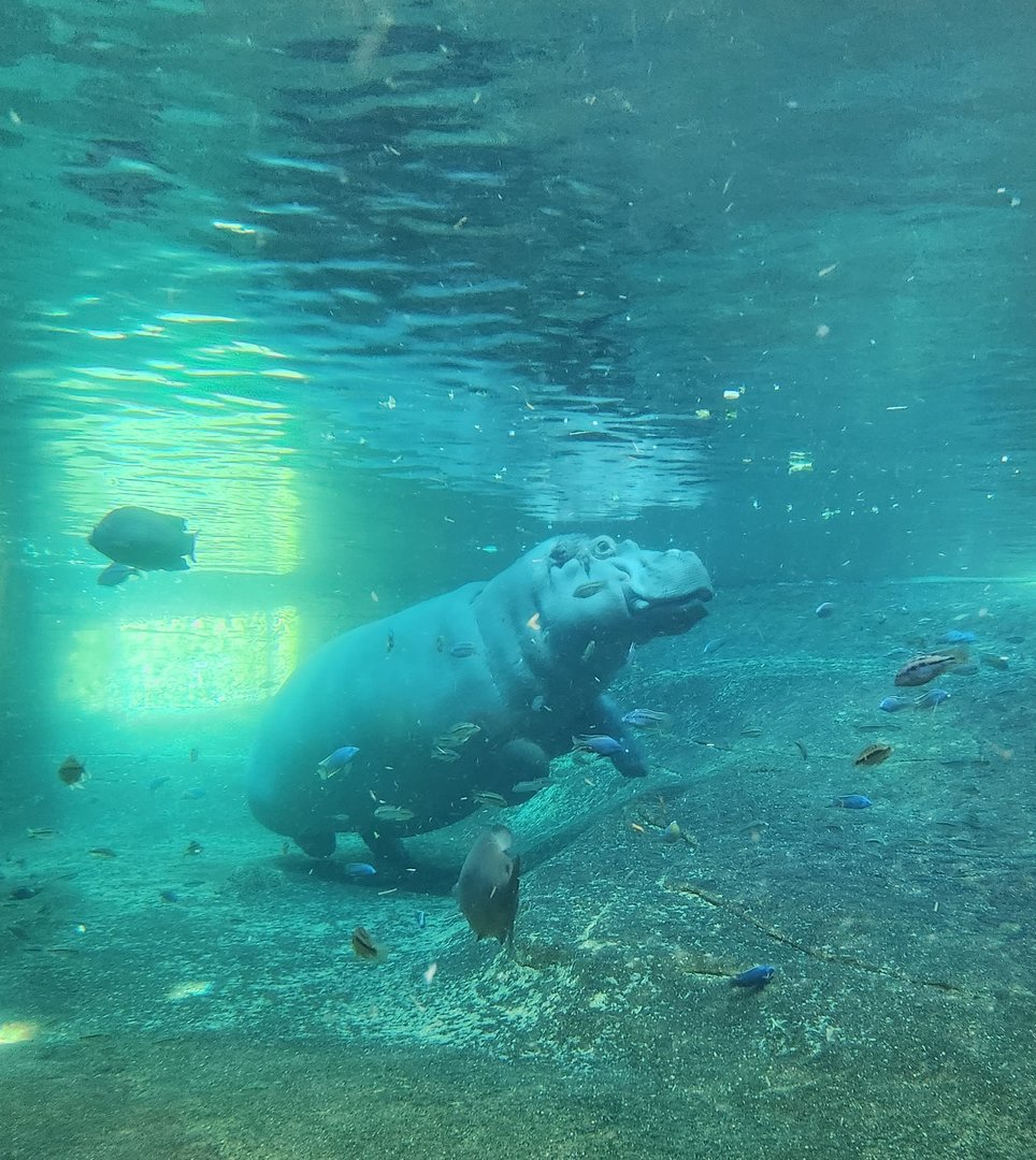 Adventure Aquarium - Hippopotamus