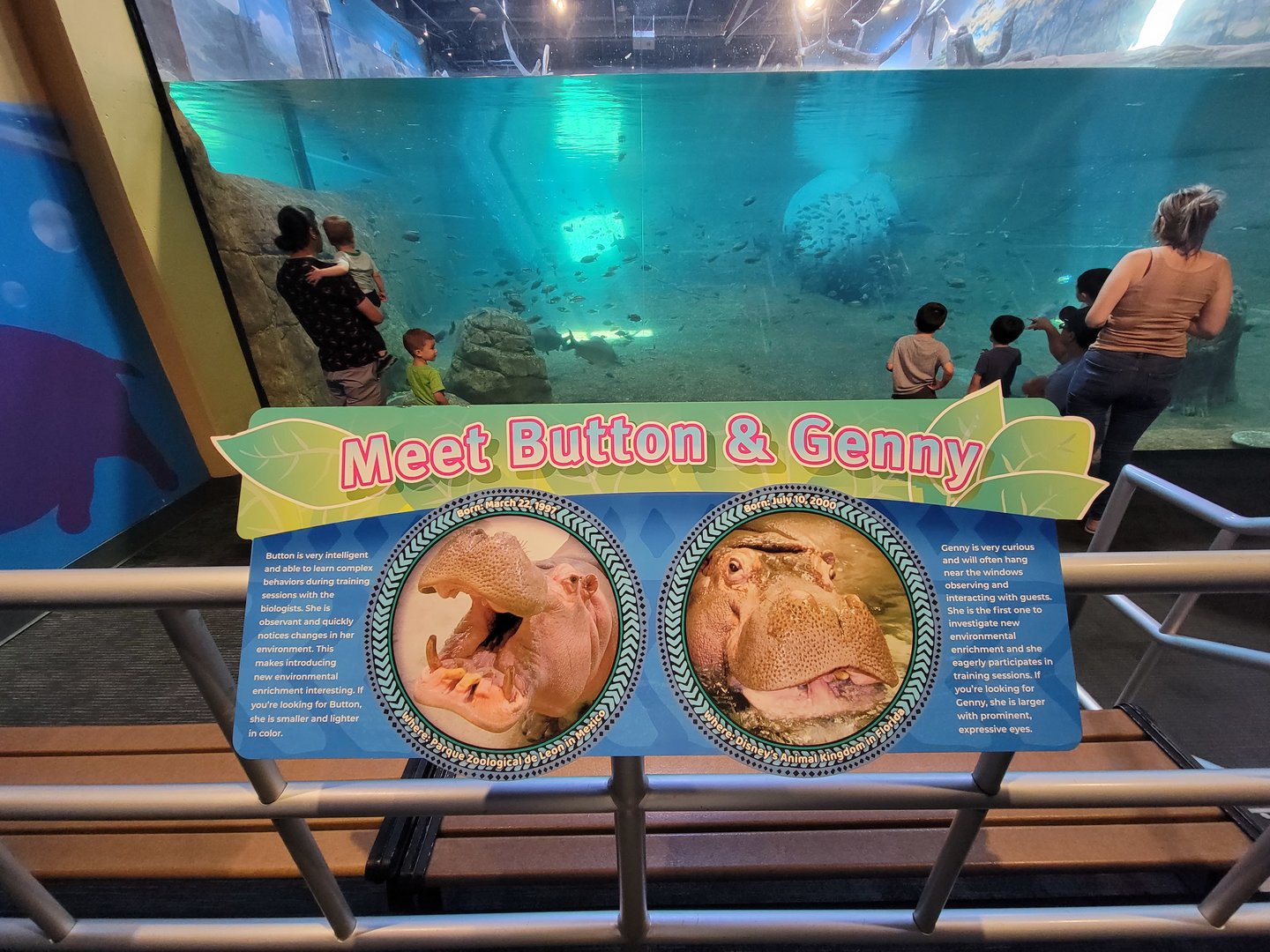 Adventure Aquarium - Hippos
