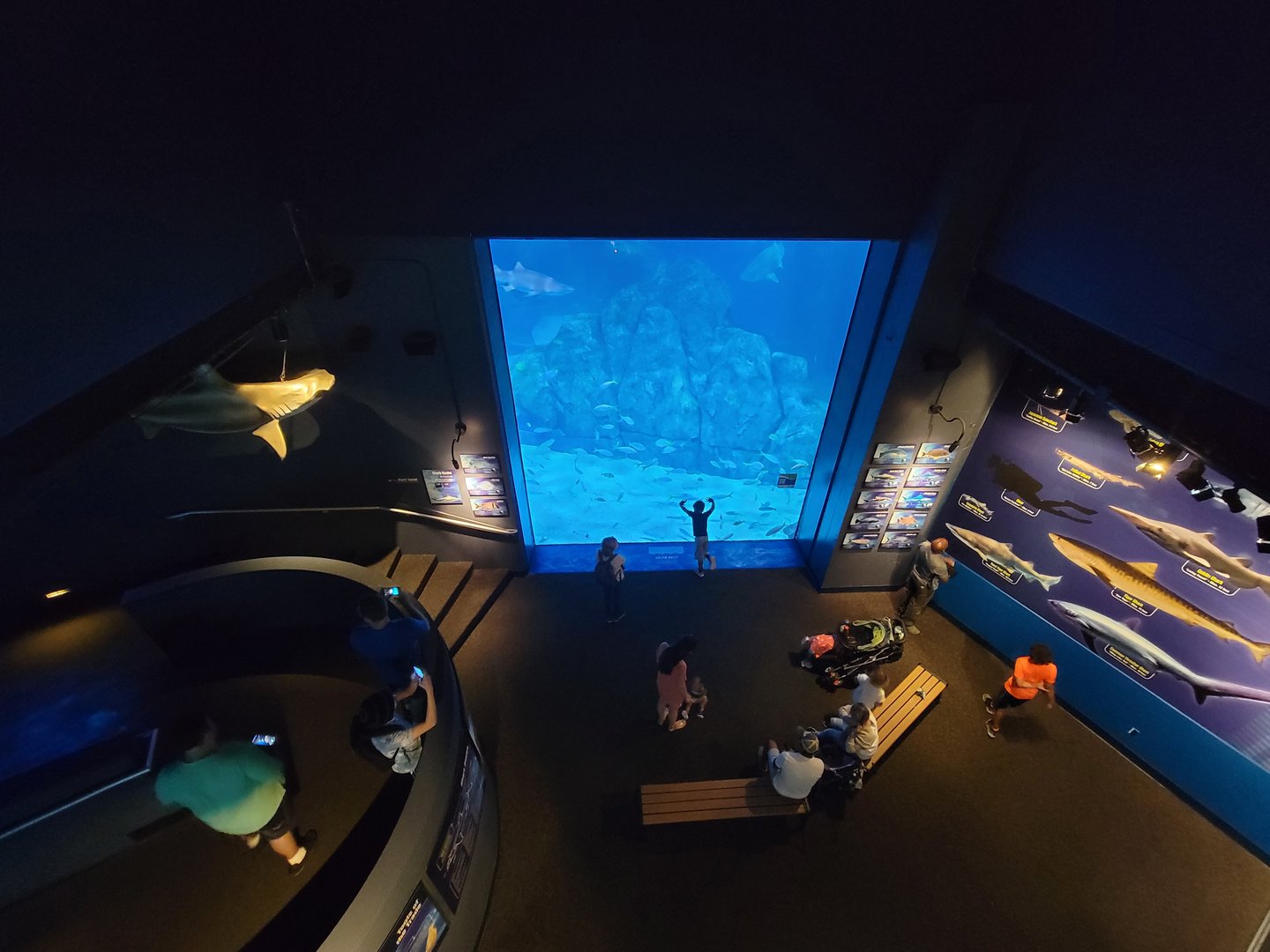 Adventure Aquarium - Large viewing window from above
