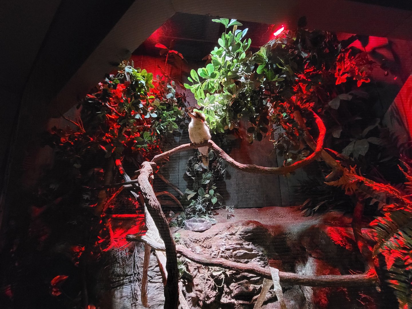 Adventure Aquarium - Laughing kookaburra