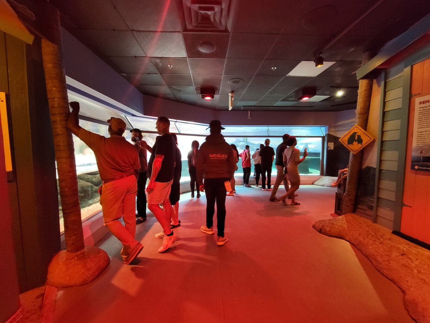 Adventure Aquarium - Little blue penguins