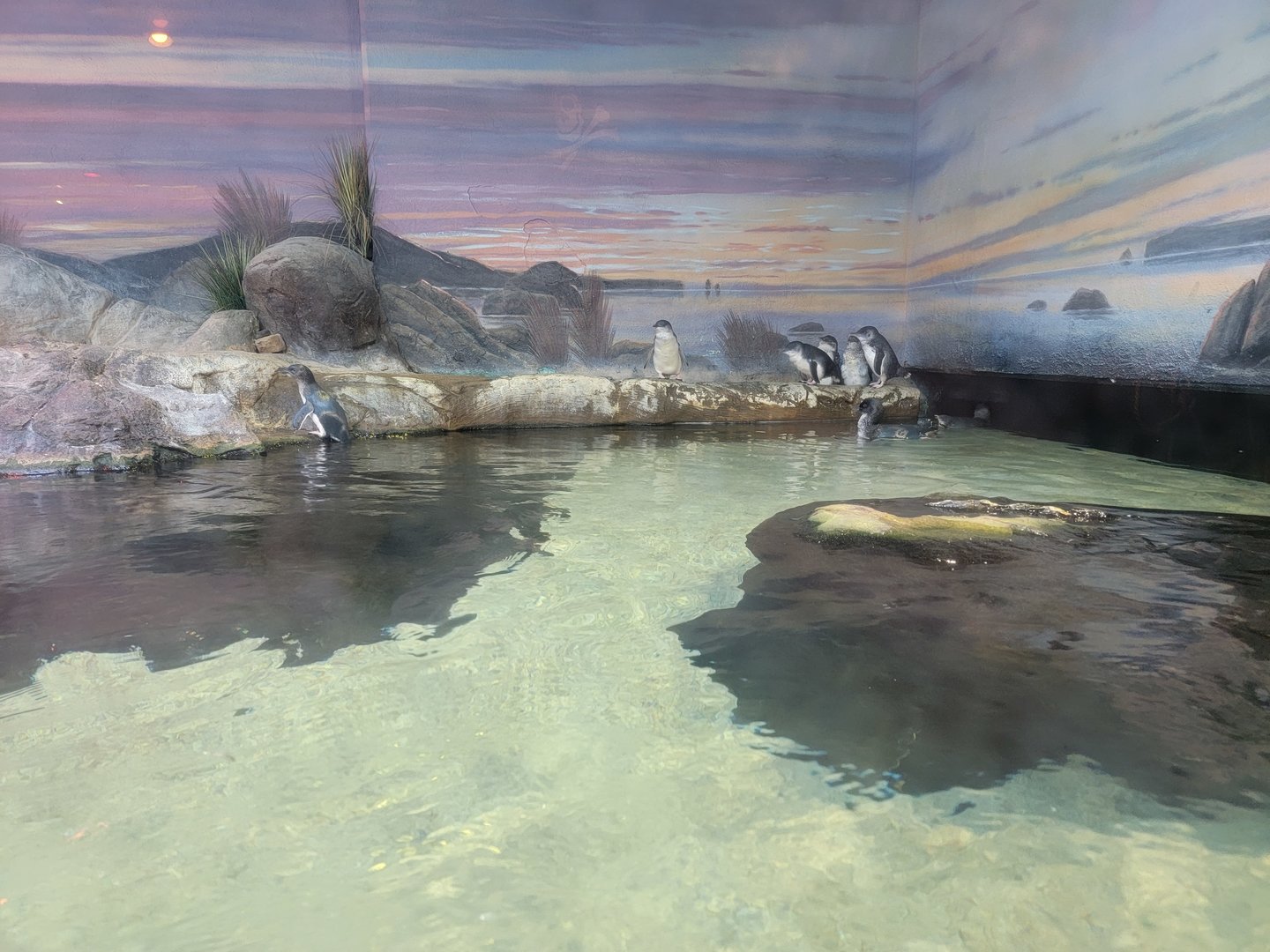 Adventure Aquarium - Little blue penguins