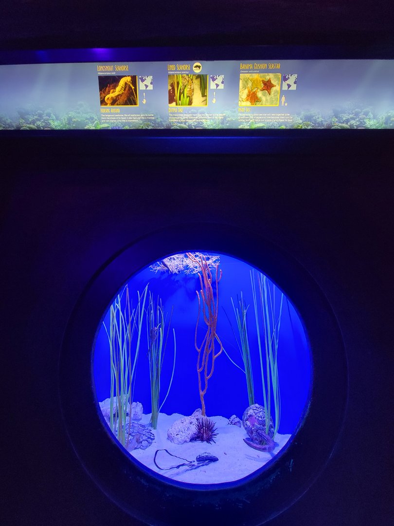Adventure Aquarium - Longsnout seahorse, lined seahorse, bahama cushion sea star