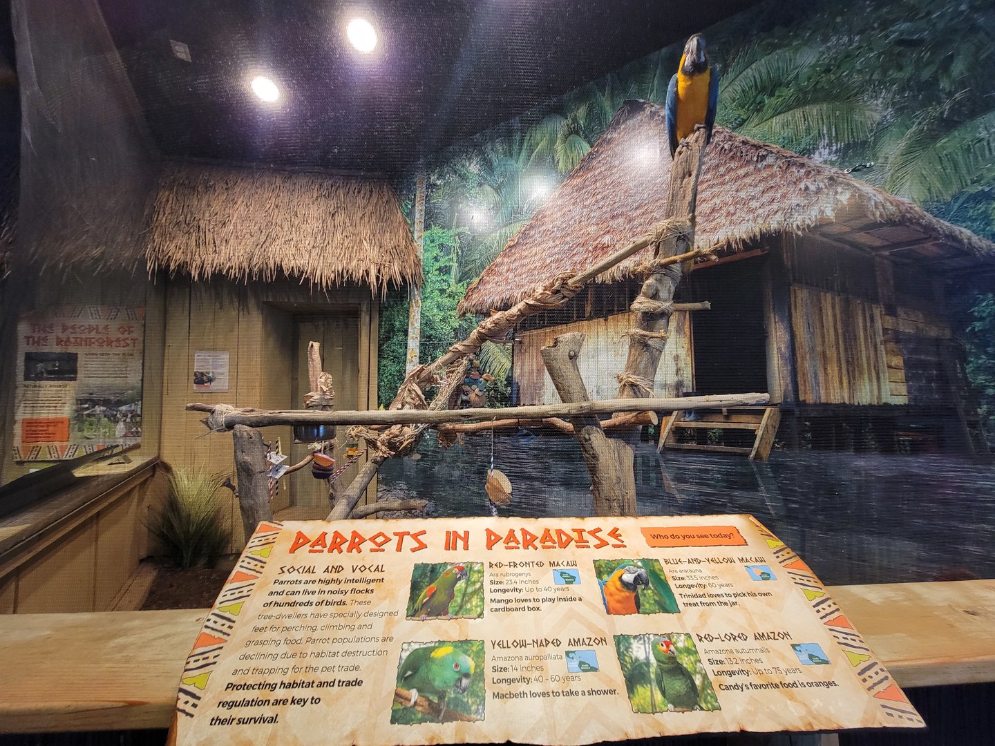 Adventure Aquarium - Macaw rotational exhibit