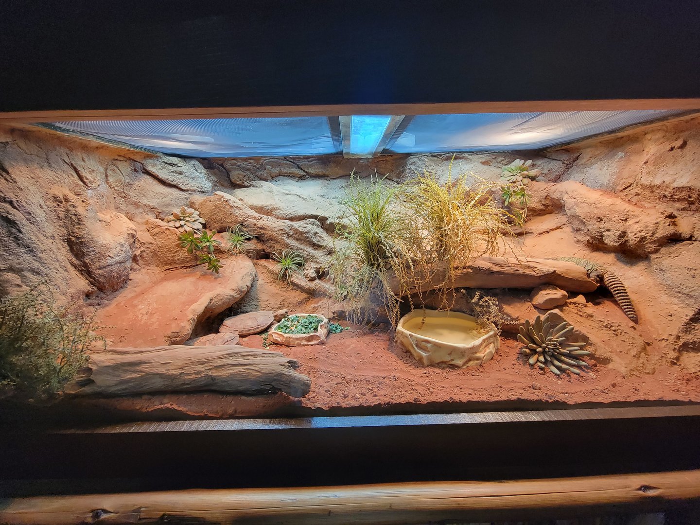 Adventure Aquarium - pancake tortoise, uromastyx
