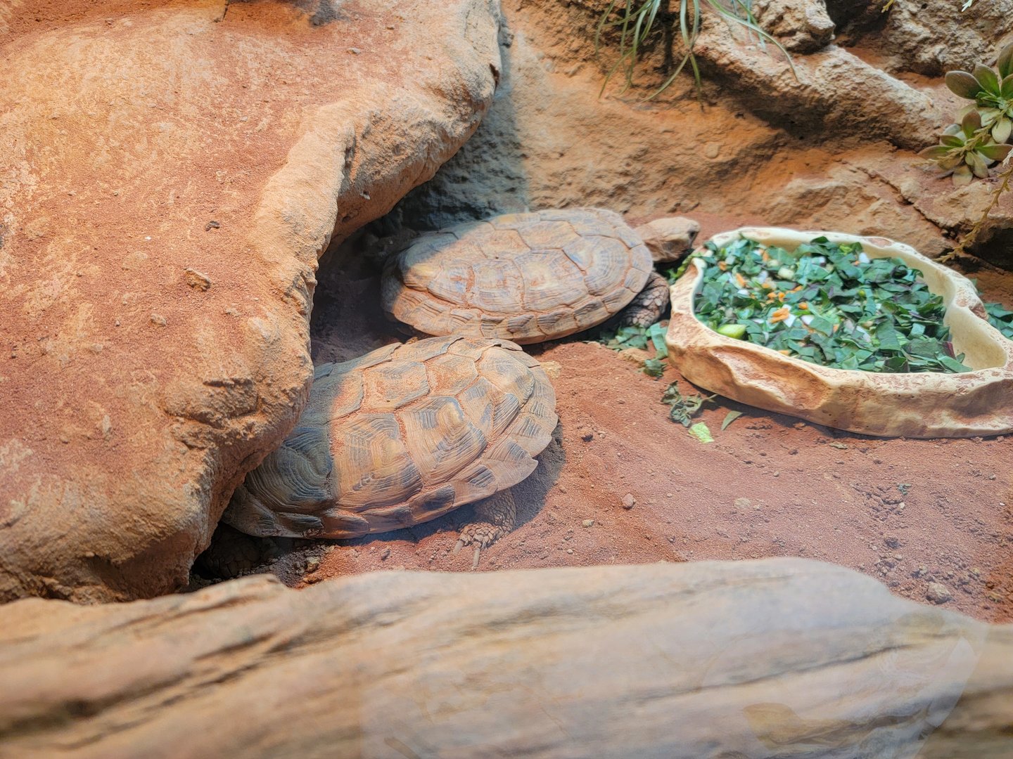 Adventure Aquarium - Pancake tortoises