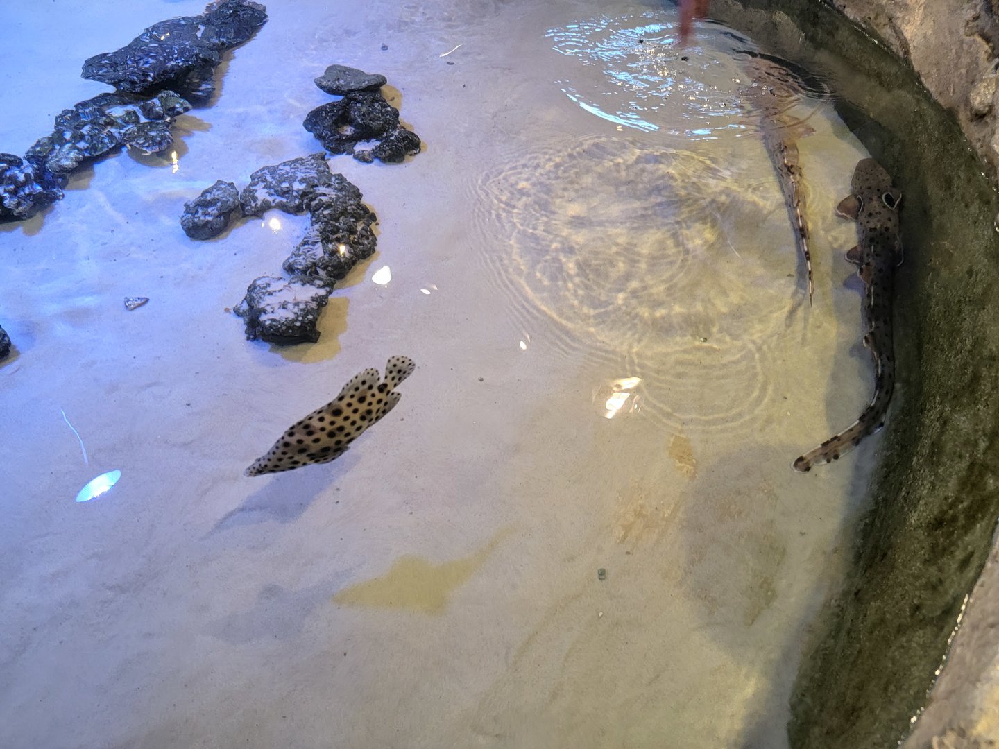 Adventure Aquarium - Panther grouper in shark touch tank