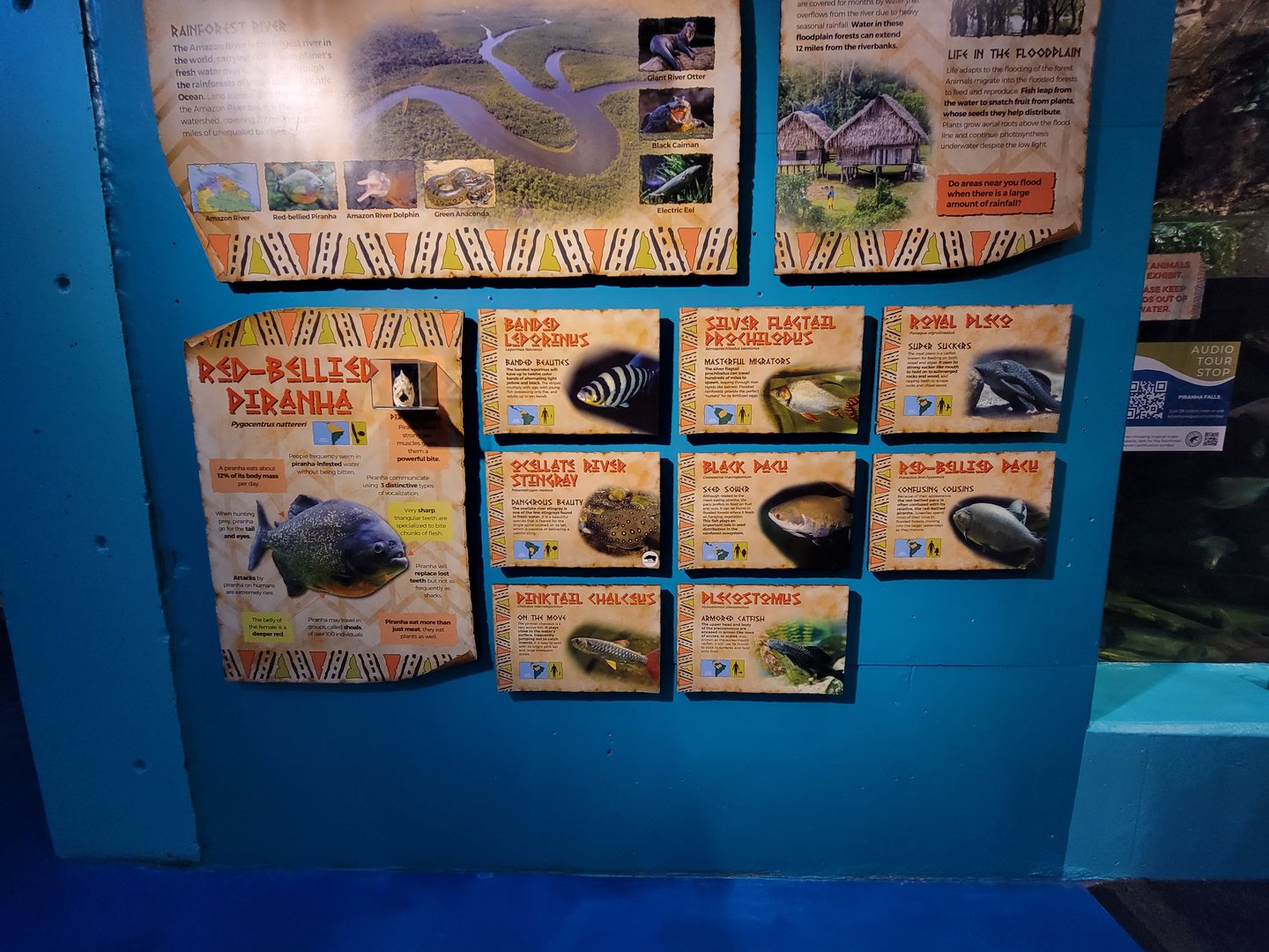 Adventure Aquarium - Piranha tank species